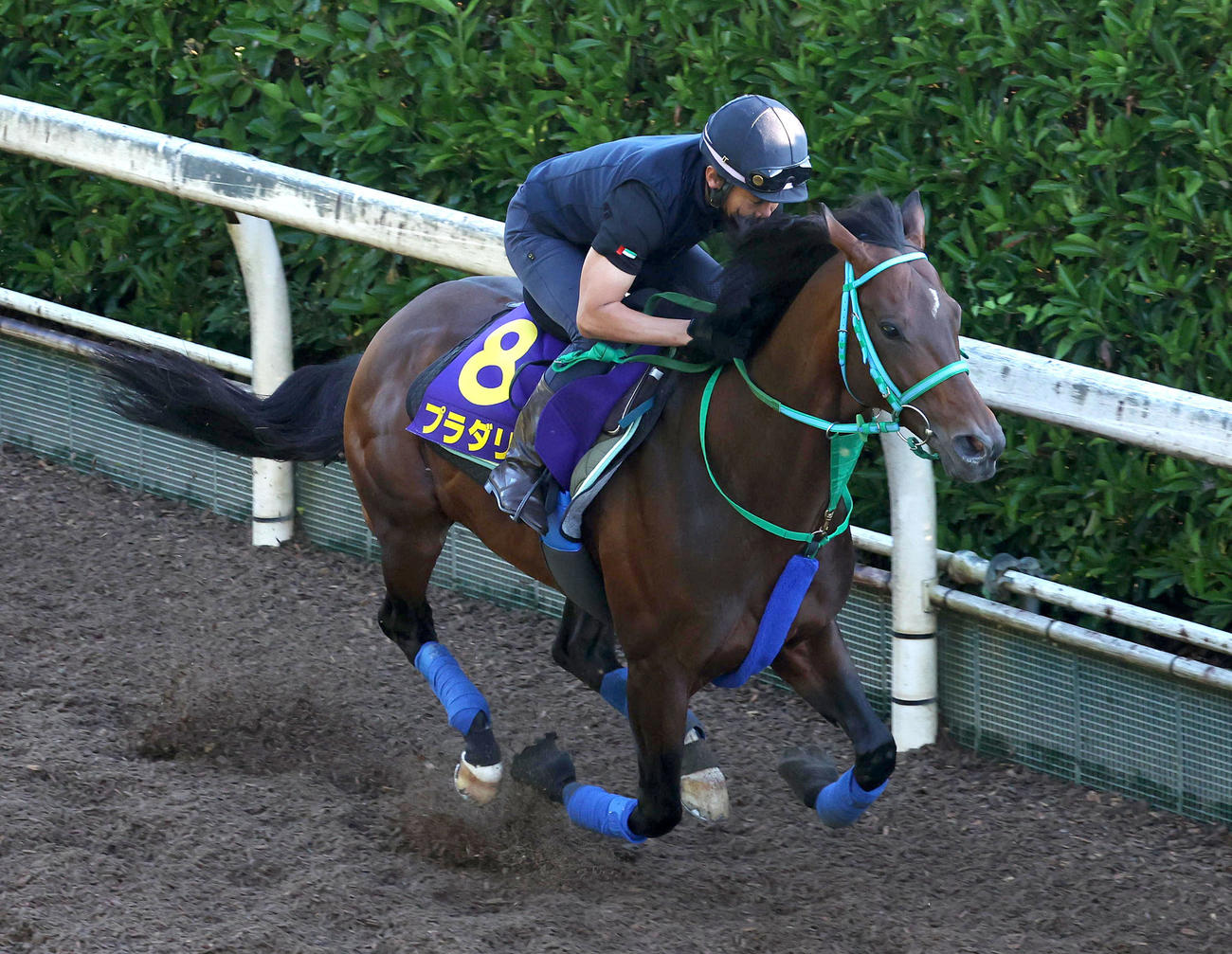 坂路を単走で追い切るプラダリア（撮影・白石智彦）