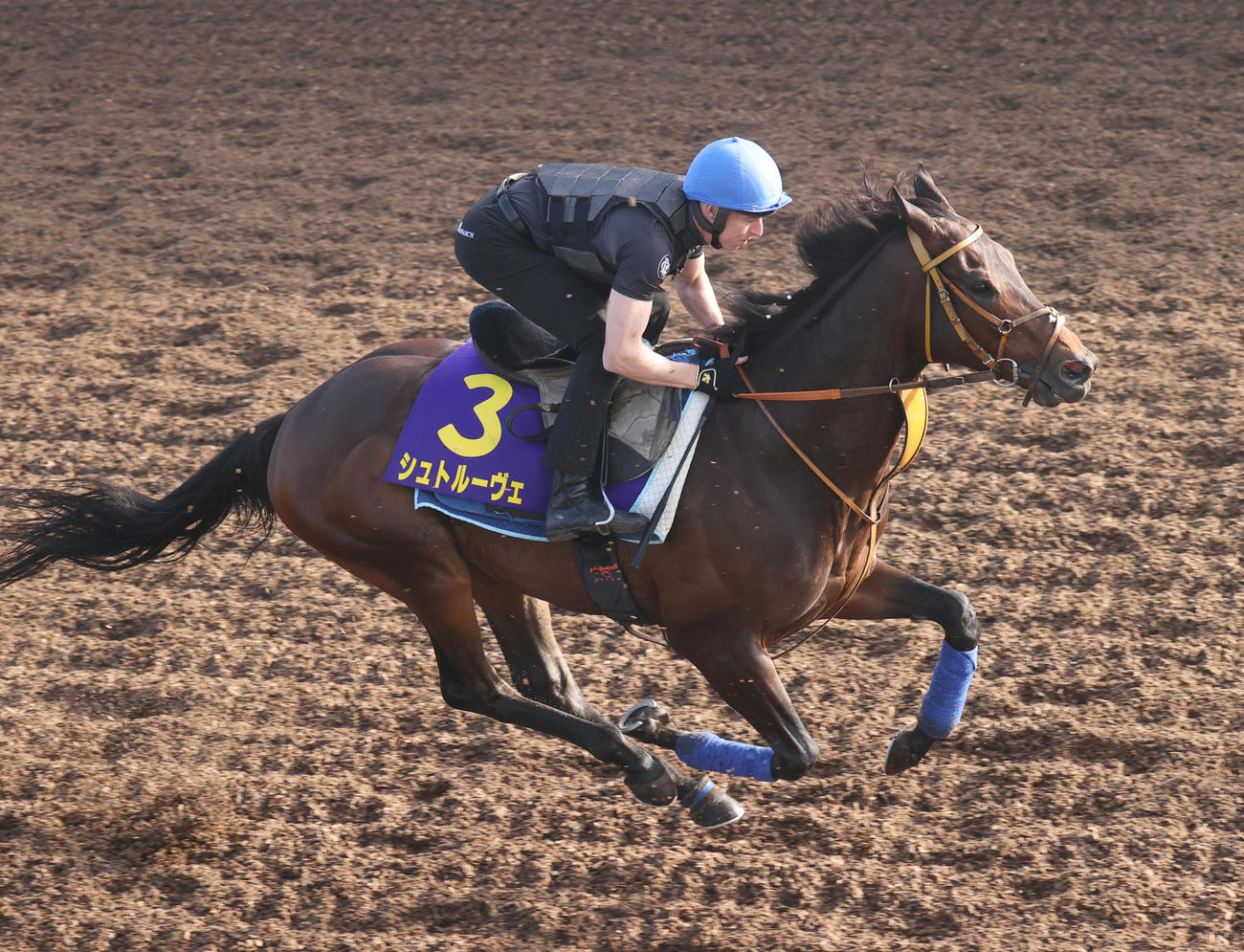 レーン騎手を背にシュトルーヴェはサクラキングリーと併せて追い切る（撮影・柴田隆二）