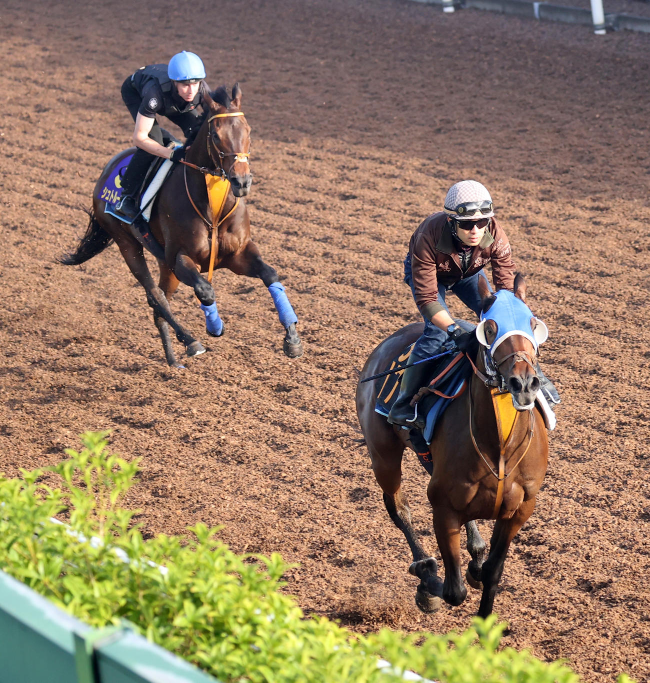 レーン騎手を背にシュトルーヴェ（左）はサクラキングリーと併せて追い切る（撮影・柴田隆二）