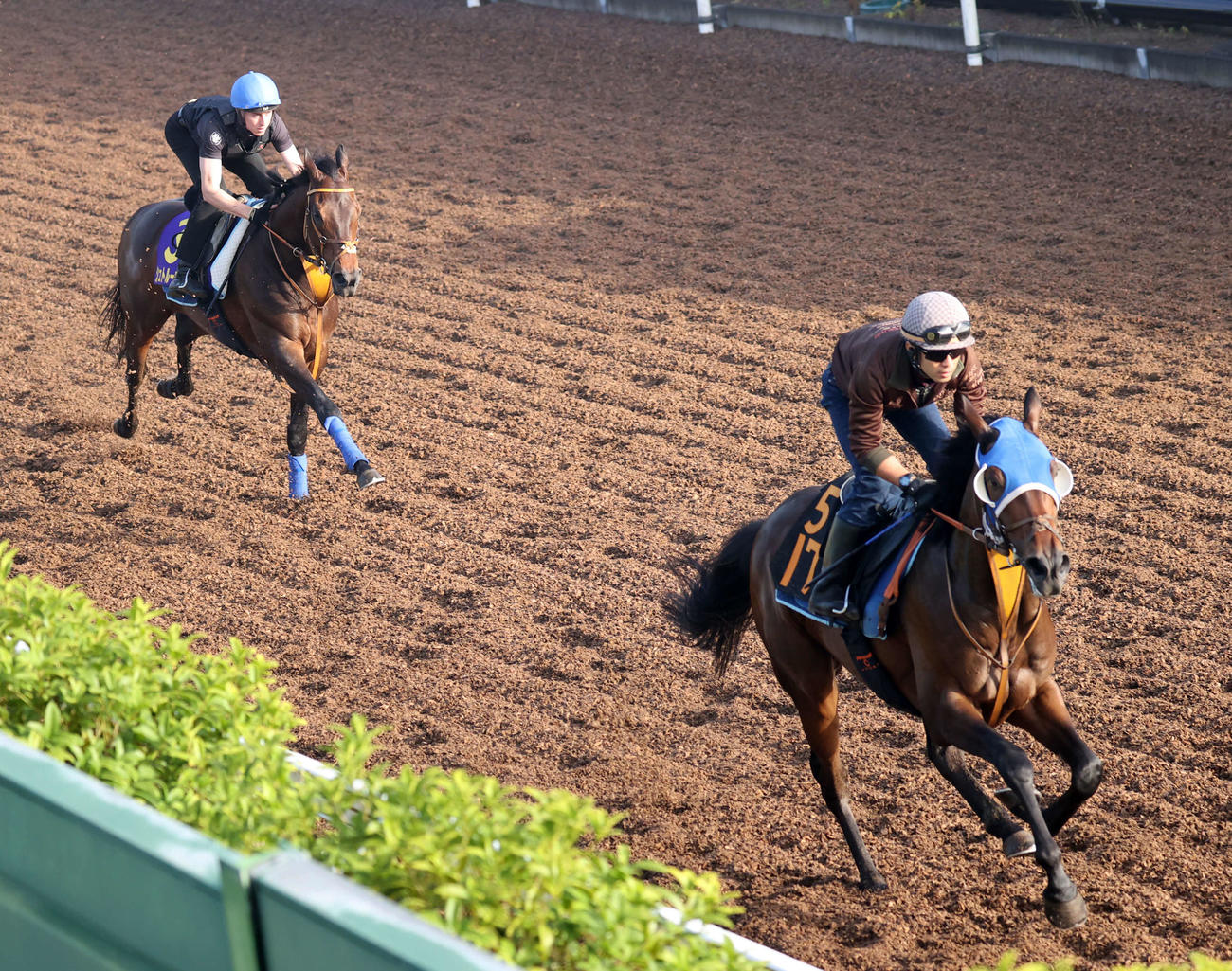 レーン騎手を背にシュトルーヴェ（左）はサクラキングリーと併せて追い切る（撮影・柴田隆二）