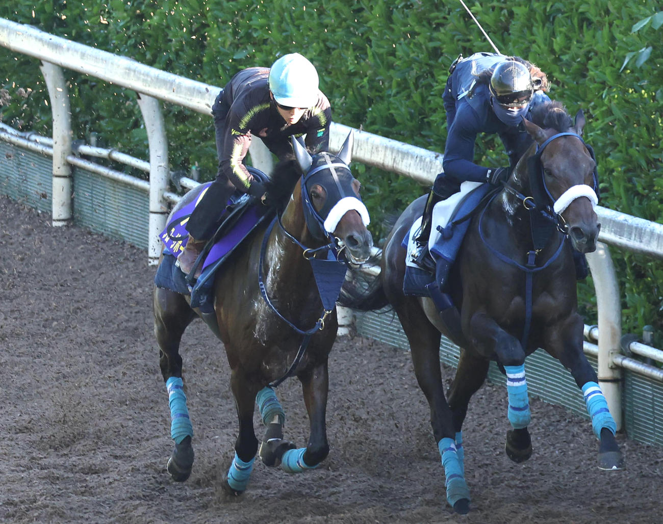 菅原明騎手を背に坂路をディクテオン（右）と併せ馬で追い切るブローザホーン（撮影・白石智彦）