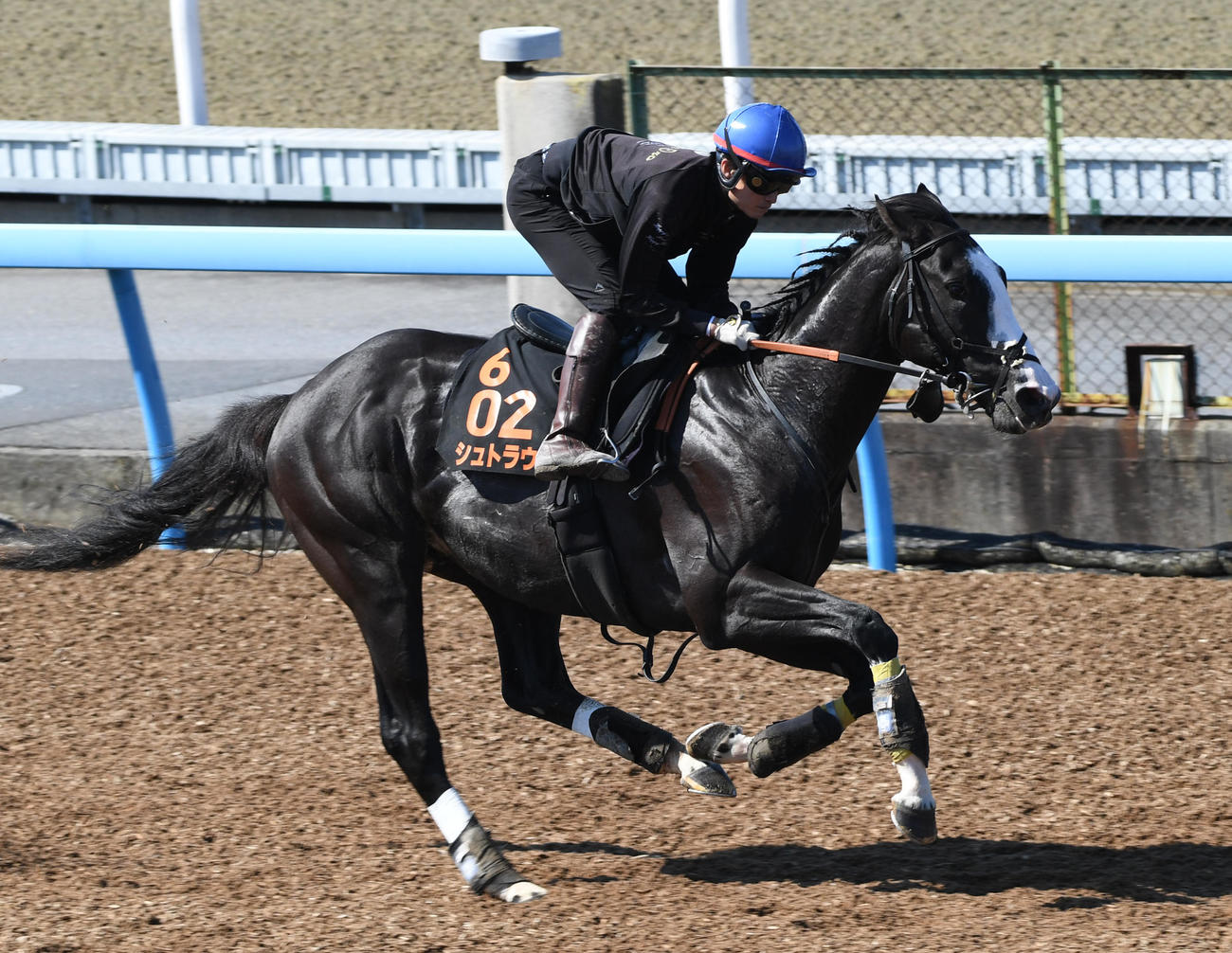 杉原騎手を背にシュトラウスはウッドチップで追い切る（撮影・柴田隆二）