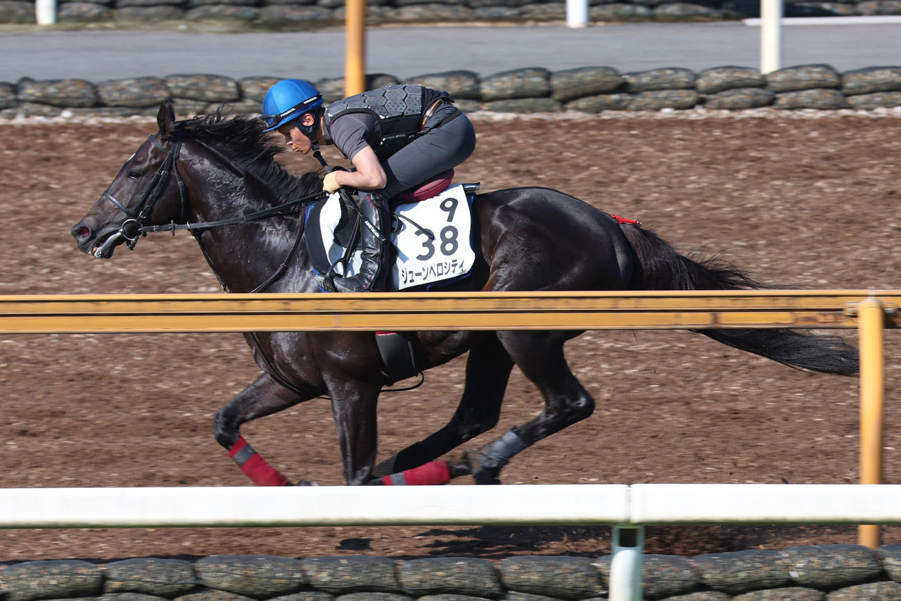 高田潤騎手が騎乗し、CWコースで時計を出したジューンベロシティ