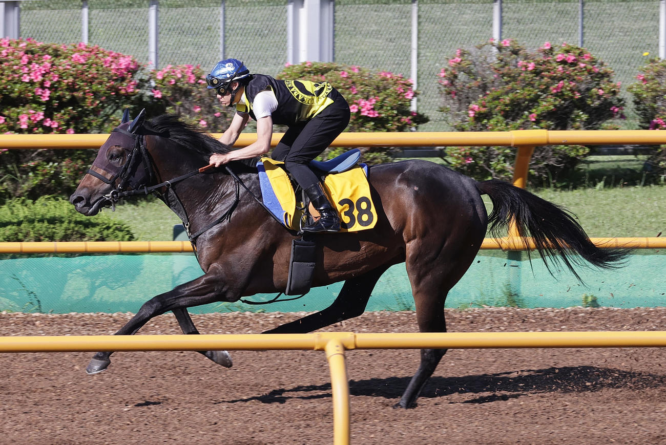 函館ウッドチップコースで追い切られるアクションプラン