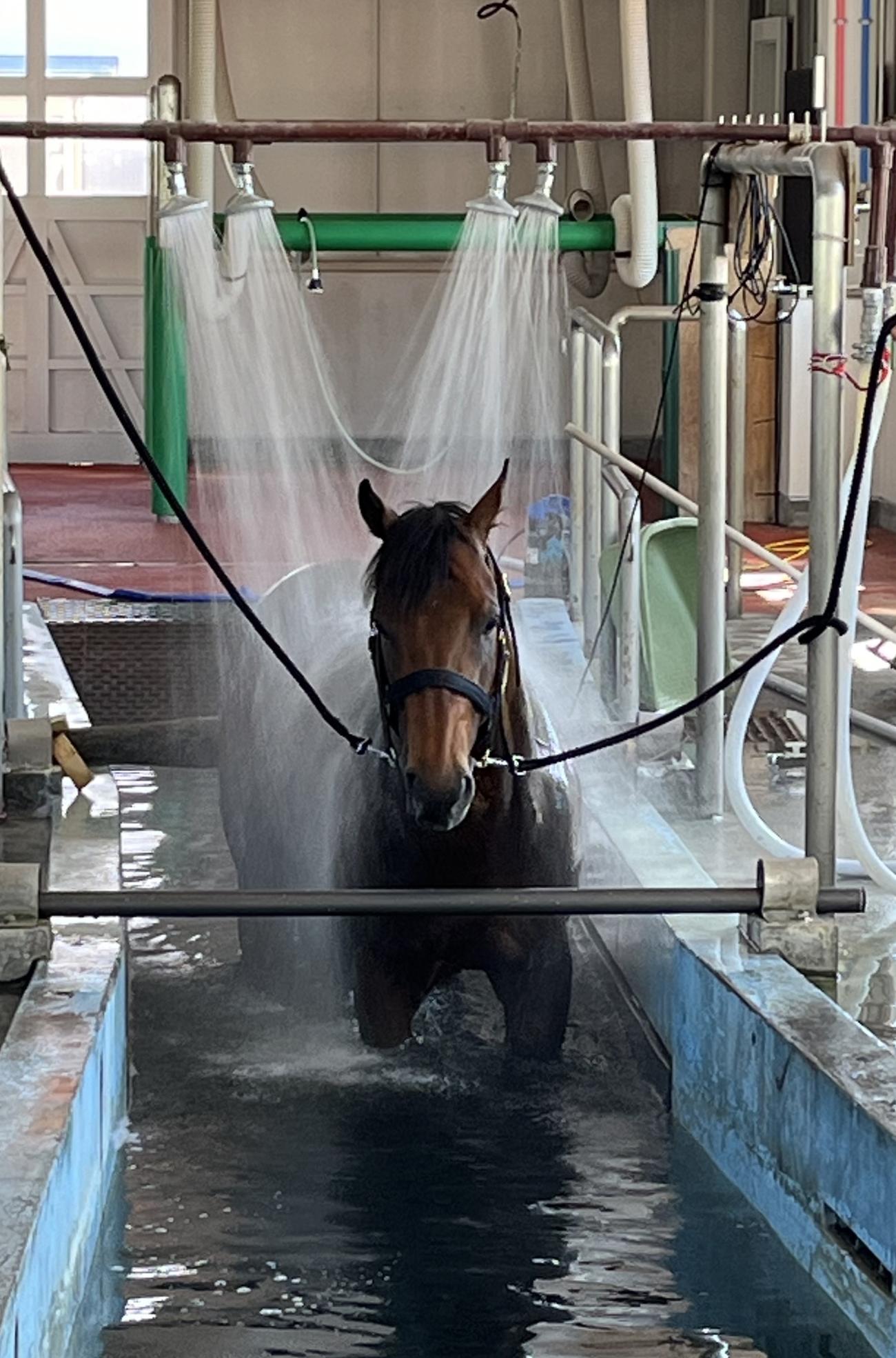 馬の温泉にひたる競走馬の様子