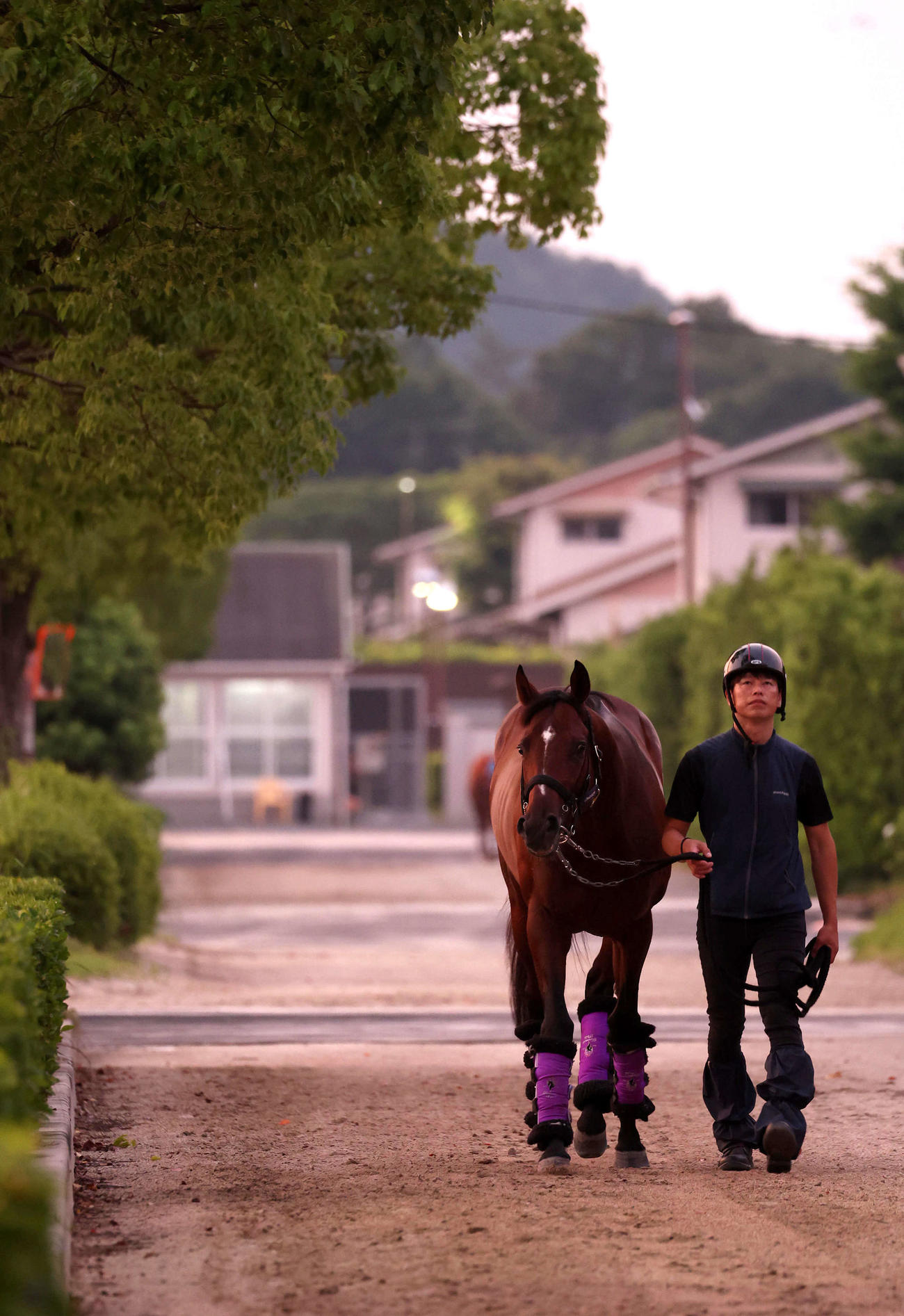 厩舎周りで運動するドウデュース（撮影・白石智彦）
