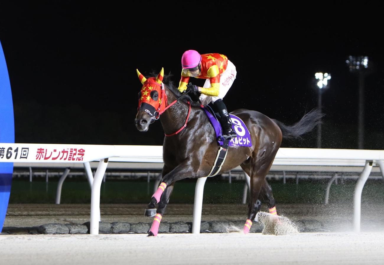 赤レンガ記念を圧勝したベルピット（撮影・奥村晶治）