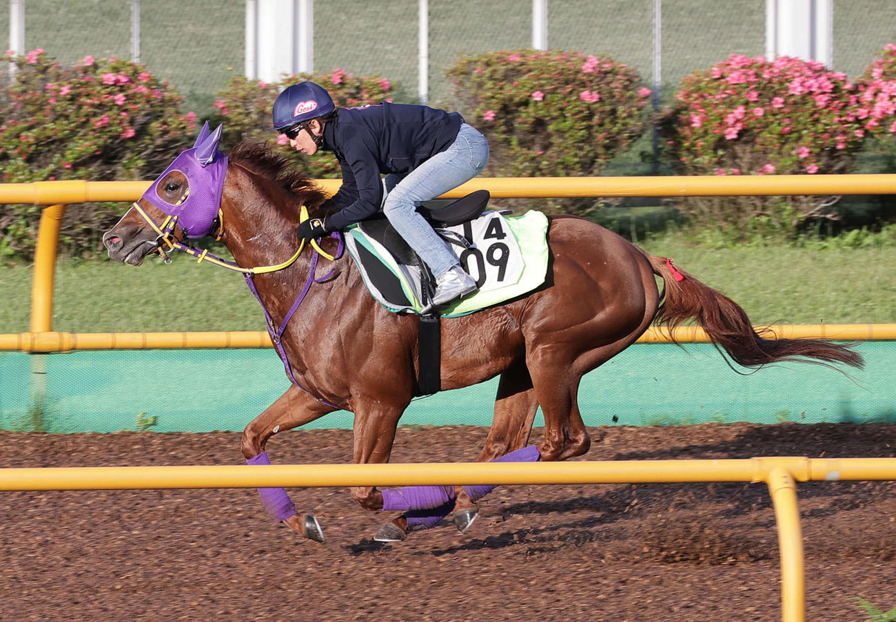 丸山元気騎手を背に、函館ウッドチップコースで追い切られるテーオードレフォン