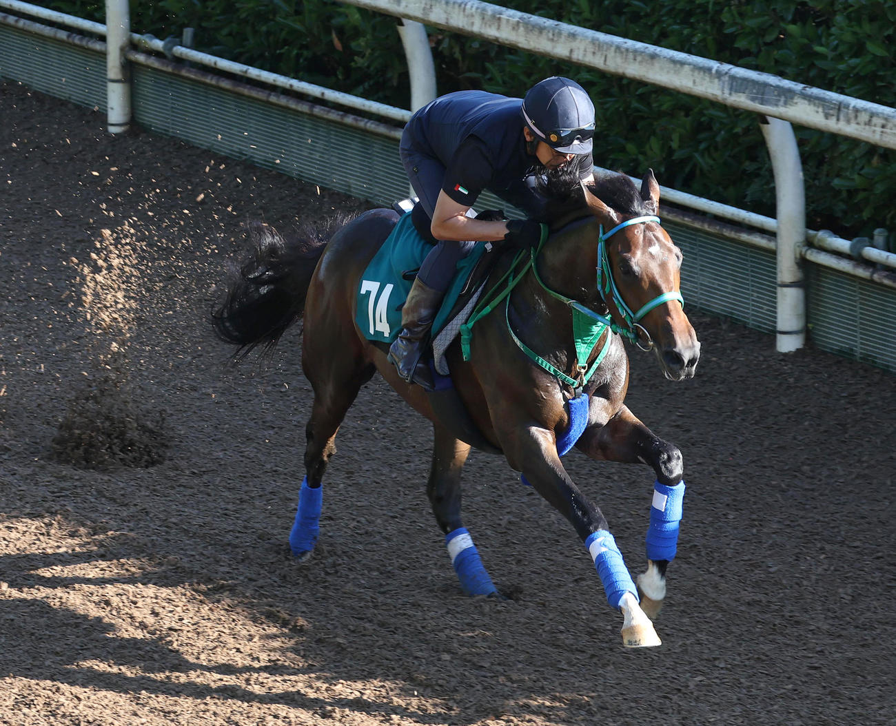 坂路を単走で追い切るサラコスティ（撮影・白石智彦）