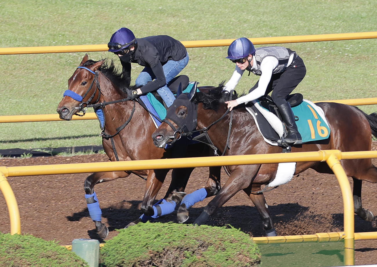 小林勝太騎手を背に、函館ウッドチップコースで併せ馬で追い切られるミッドナイトゲイル（左）