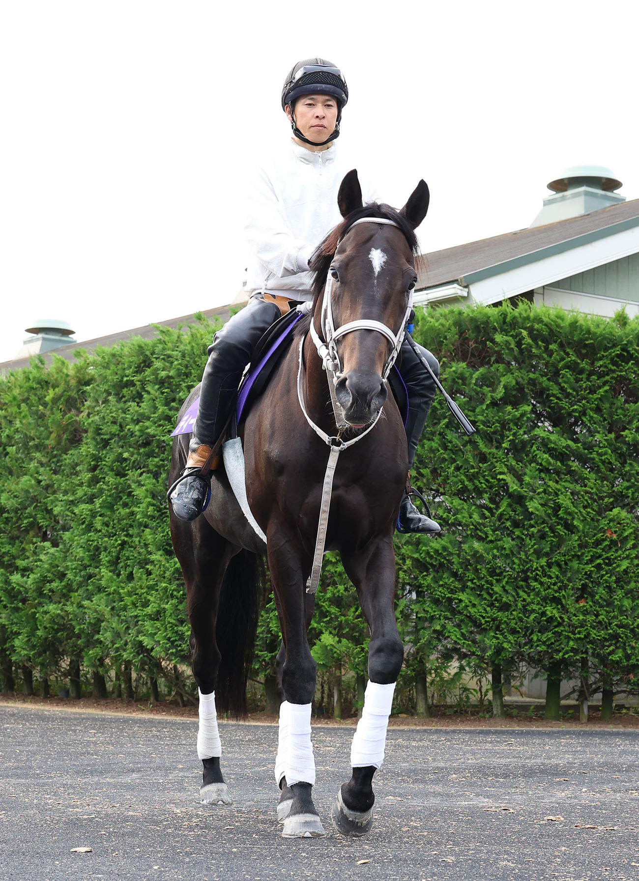 20日、厩舎周りで運動するディープボンド