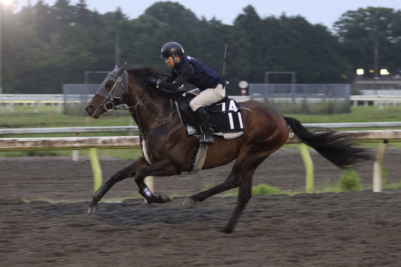 帝王賞に向けた最終追い切りで併せ馬から抜け出したサヨノネイチヤ