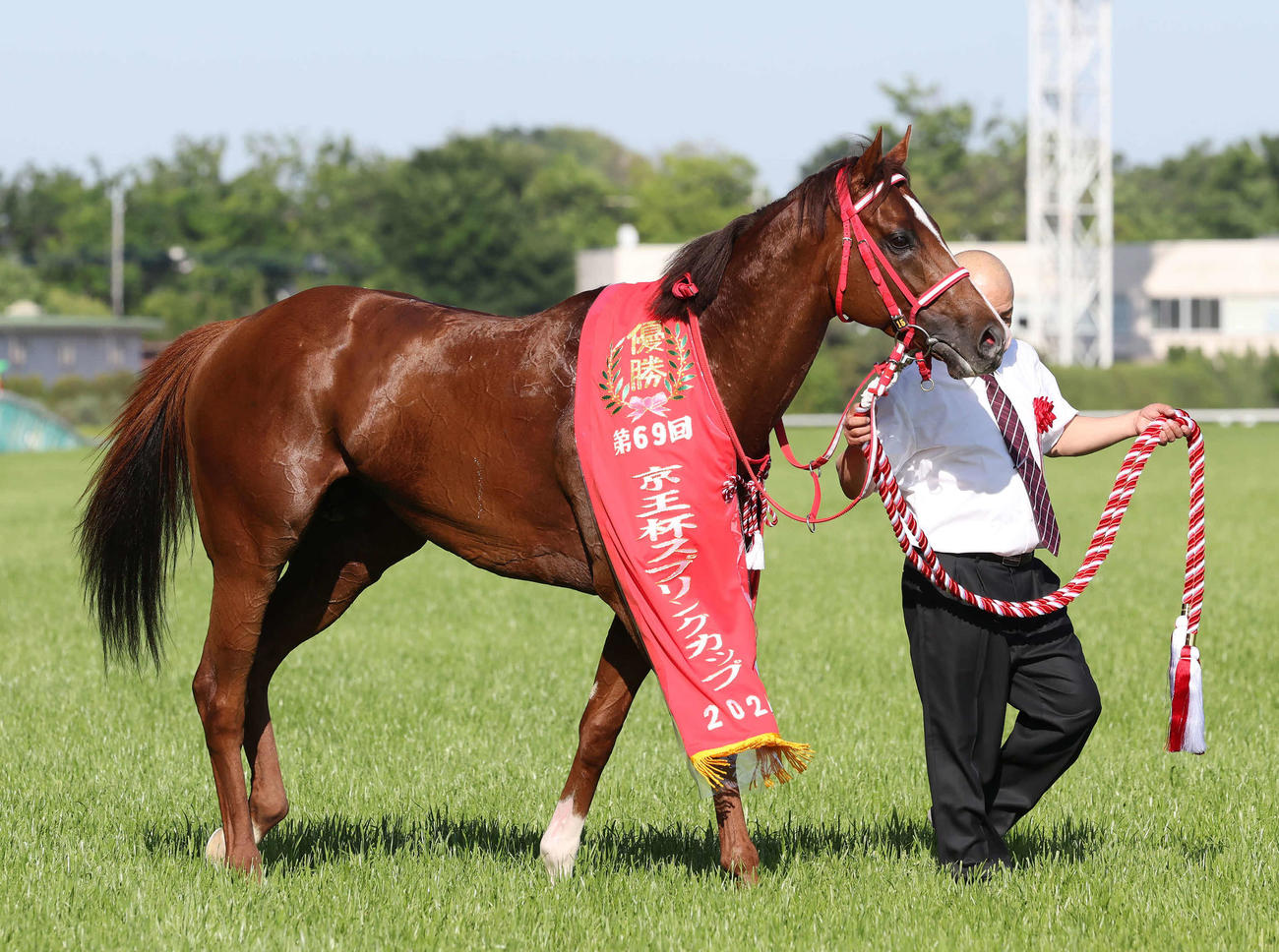京王杯SCを制したウインマーベル（2024年5月11日撮影）