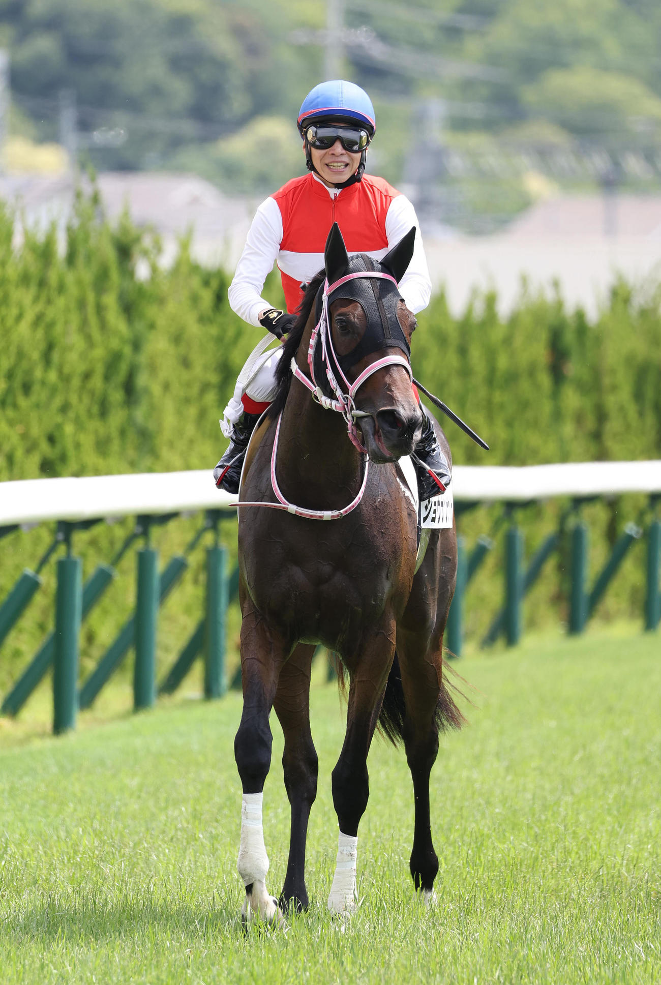 京都1R・2歳未勝利を快勝したショウナンザナドゥ（撮影・白石智彦）