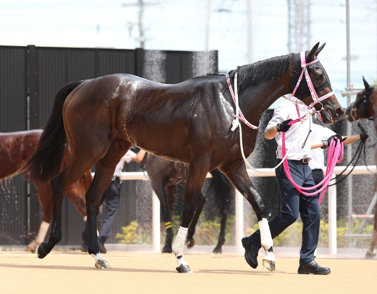 京都1R・2歳未勝利を快勝したショウナンザナドゥ（撮影・白石智彦）