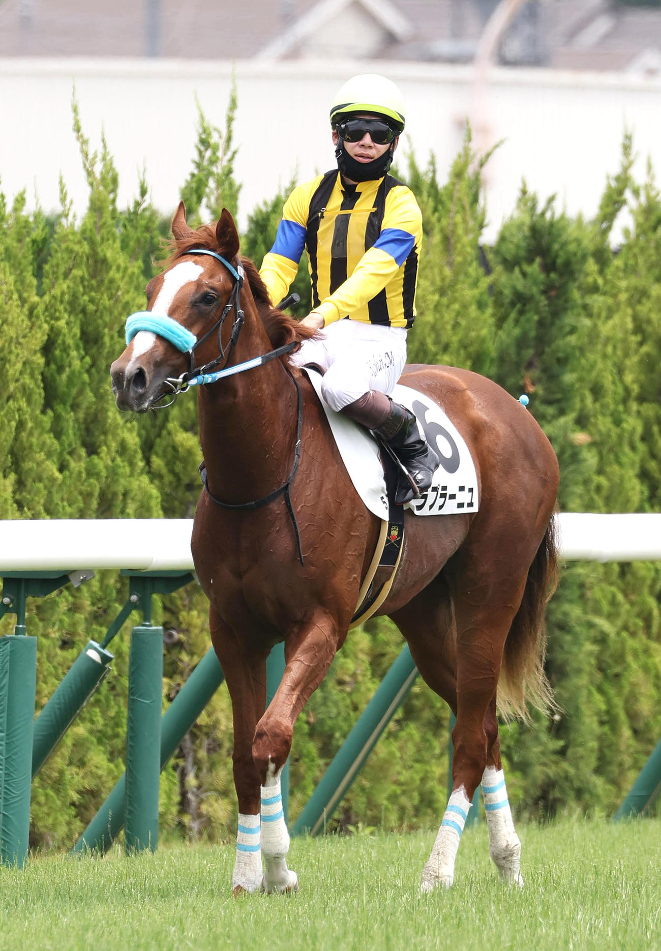京都5R、新馬戦を制したラプラーニュ（撮影・白石智彦）