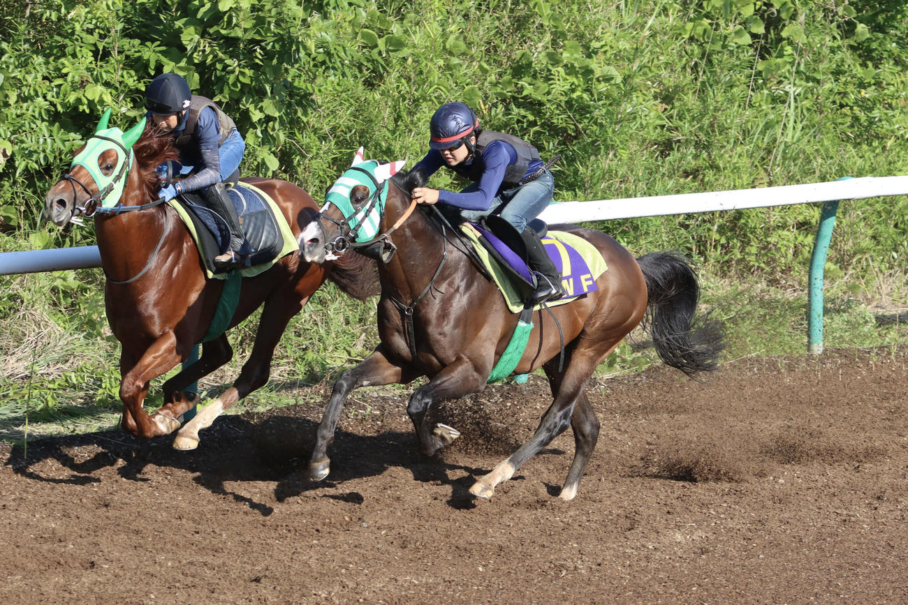 帝王賞に向けて併せ馬で最終追い切りを行うバーデンヴァイラー（右）
