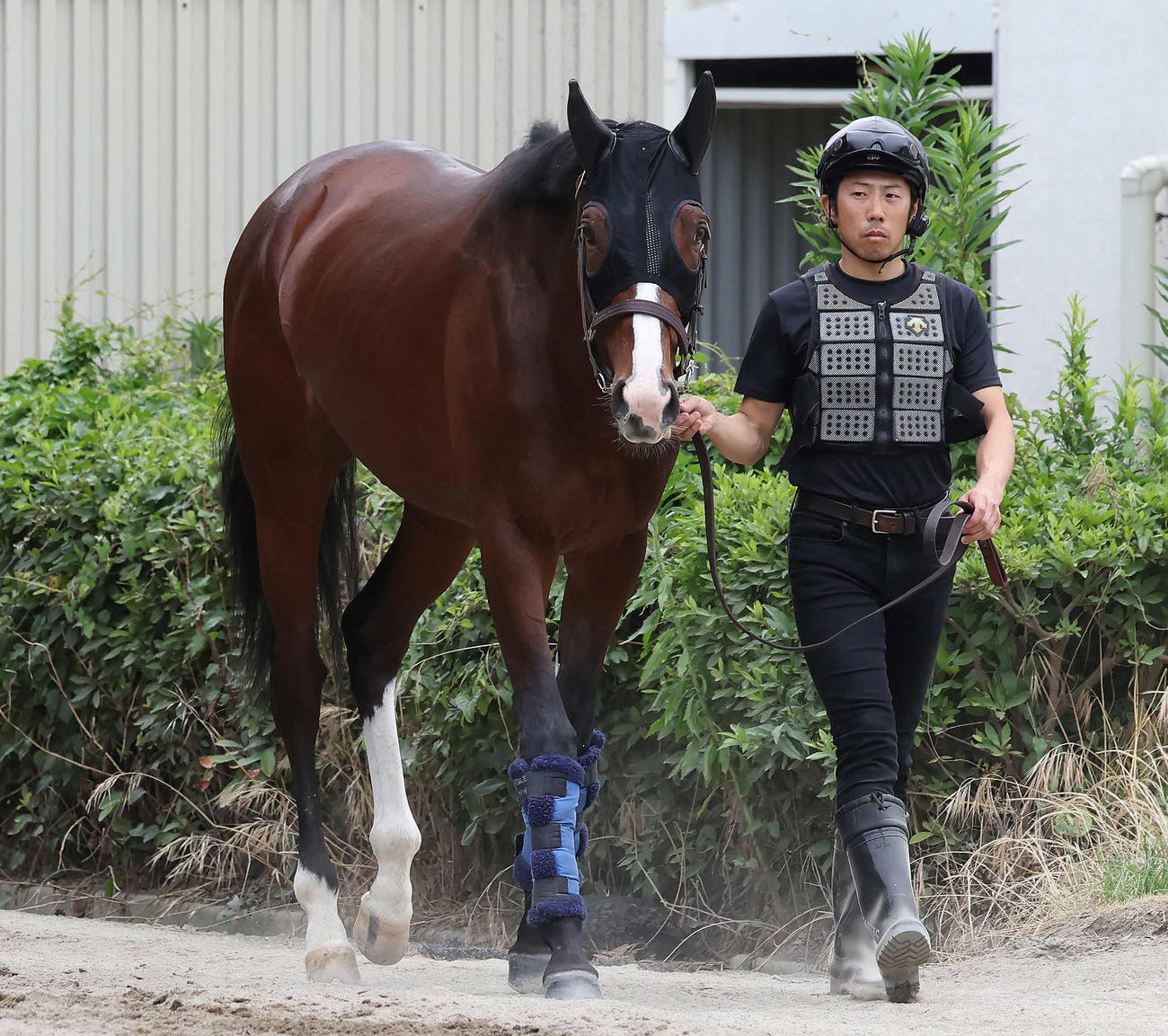 13日、引き運動をするローシャムパーク