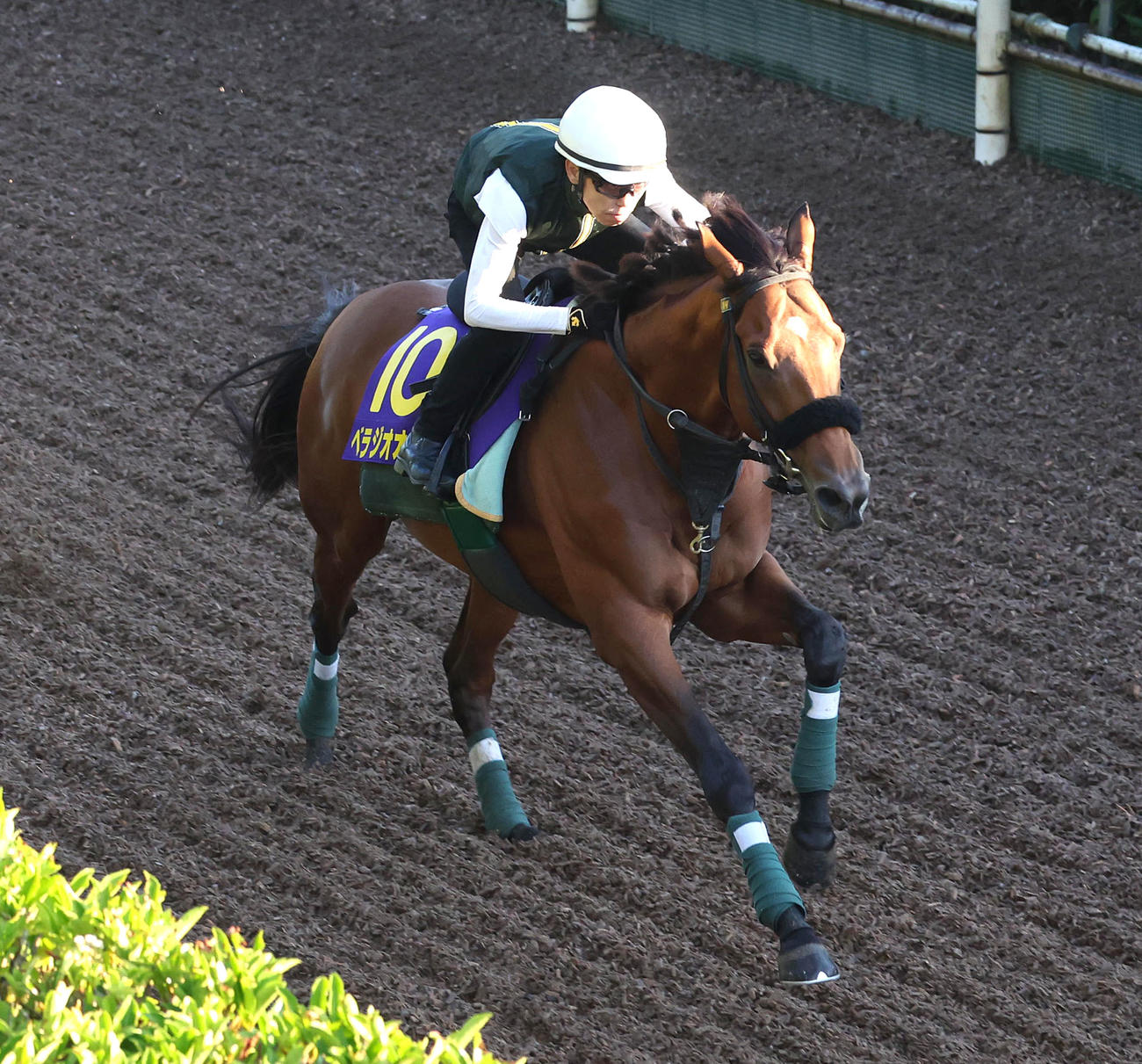 19日、坂路を単走で追い切るベラジオオペラ（撮影・白石智彦）
