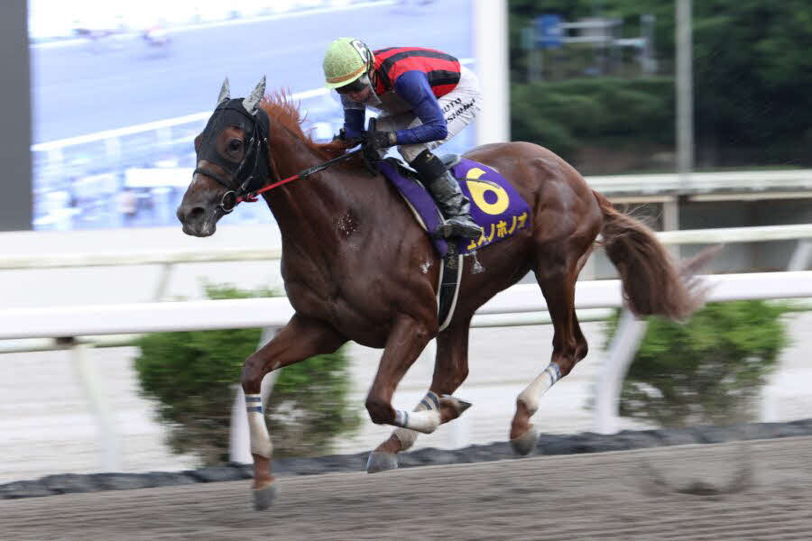昨年の黒潮菊花賞を制して3冠馬に輝いたユメノホノオ