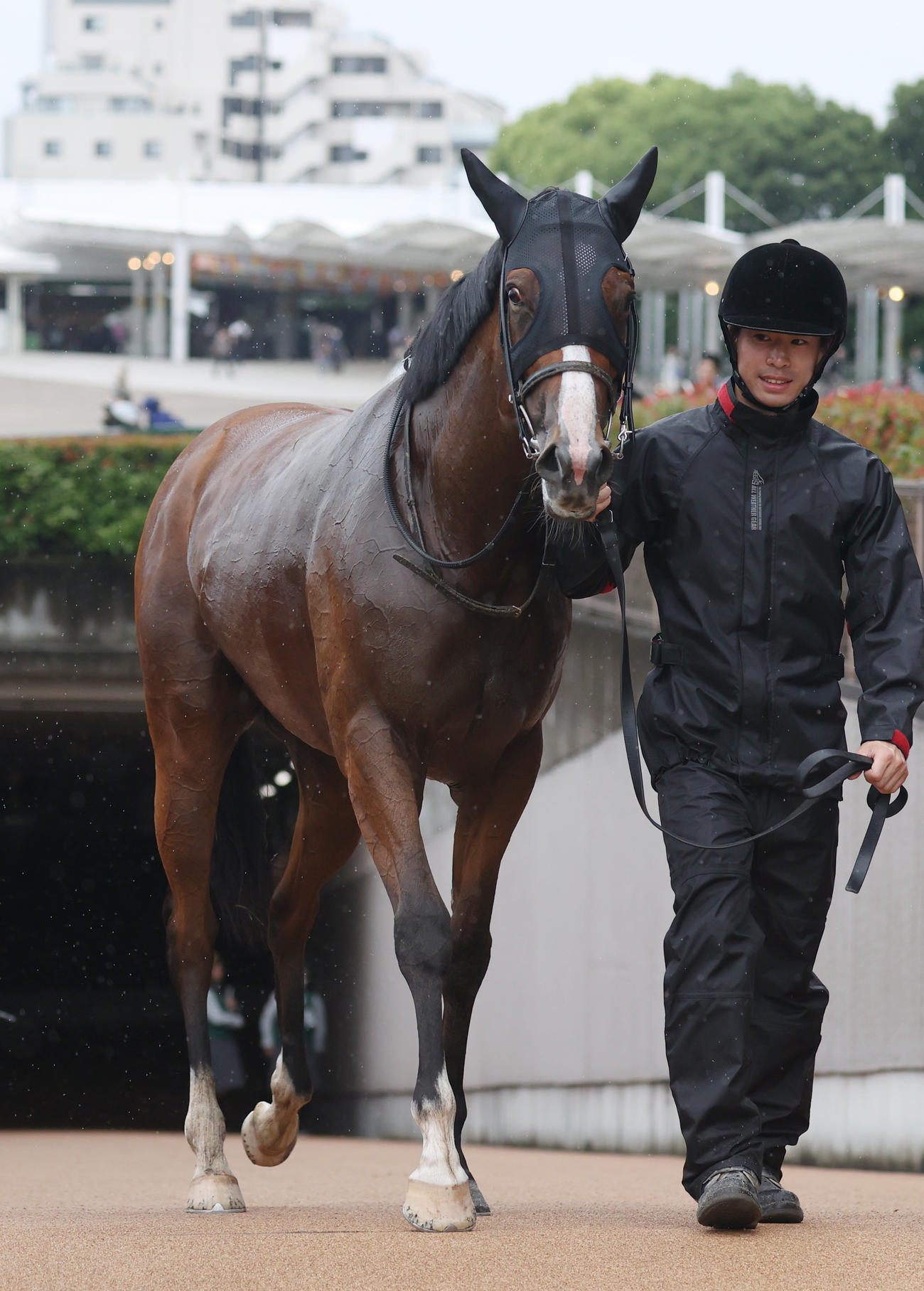東京1Rを勝利したレーヴドロペラ（撮影・柴田隆二）