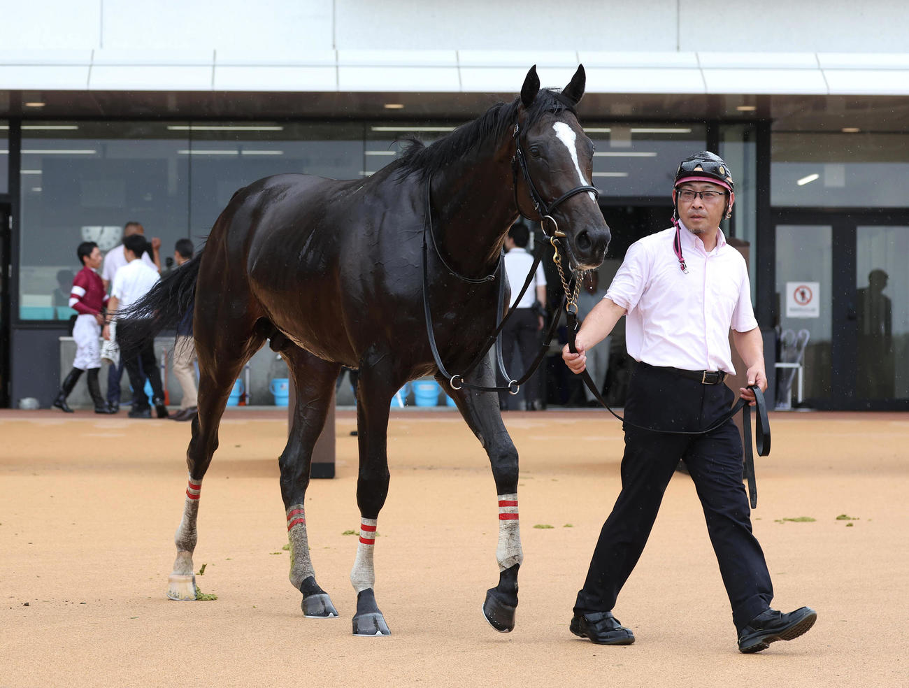 京都5R新馬戦を快勝したエリキング（撮影・白石智彦）