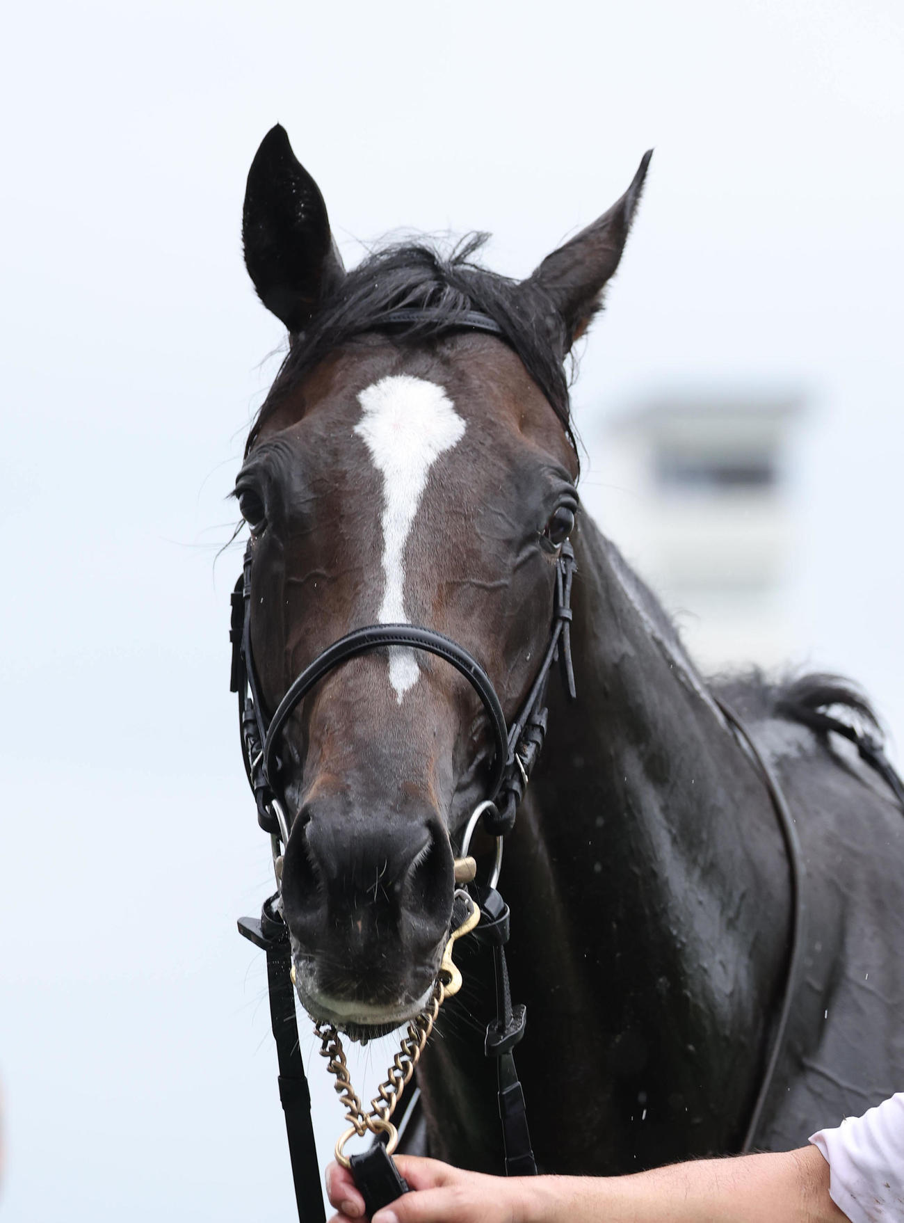 京都5R新馬戦を快勝したエリキング（撮影・白石智彦）