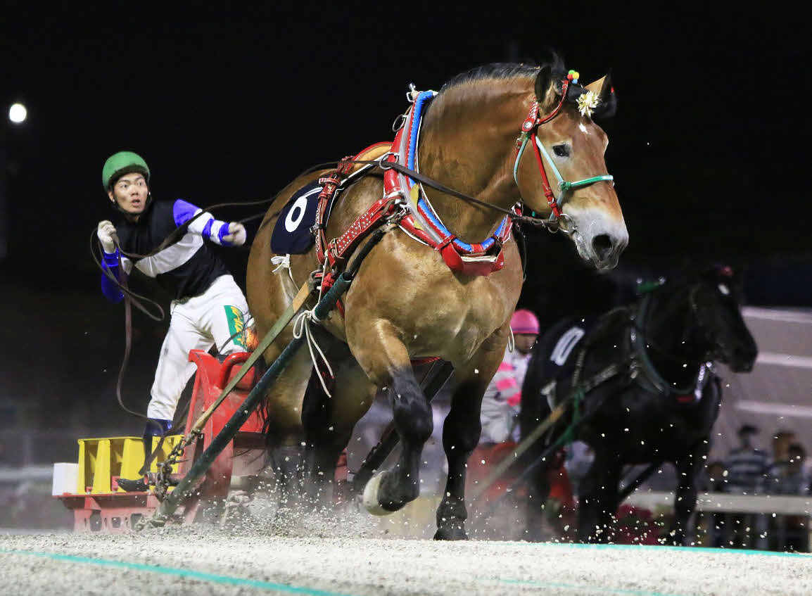 柏林賞を制したタカラキングダム（写真提供・ばんえい十勝）