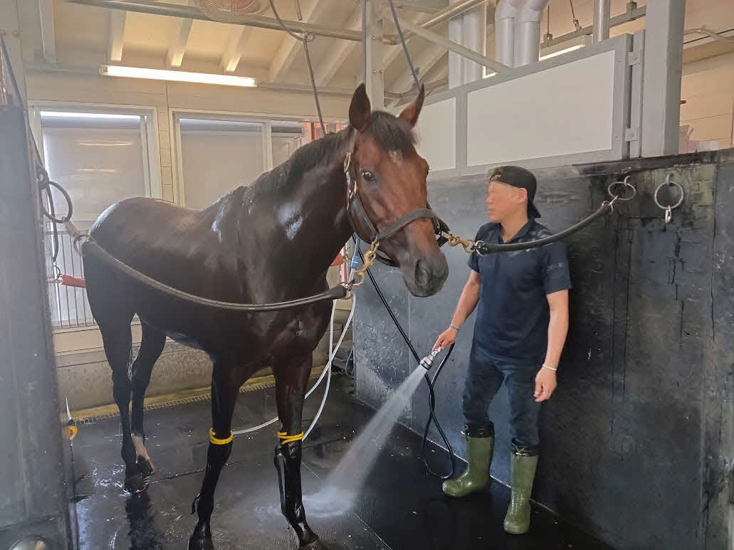宝塚記念でG1初制覇を果たし、手入れを受けてリラックスするブローザホーン。右は富岡助手（撮影・岡本光男）