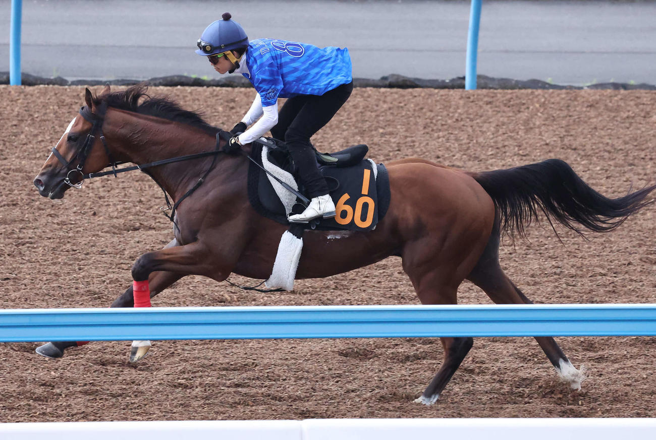 ウインマクシマムは松岡騎手を背に美浦ウッドを単走で追い切られた（撮影・丹羽敏通）