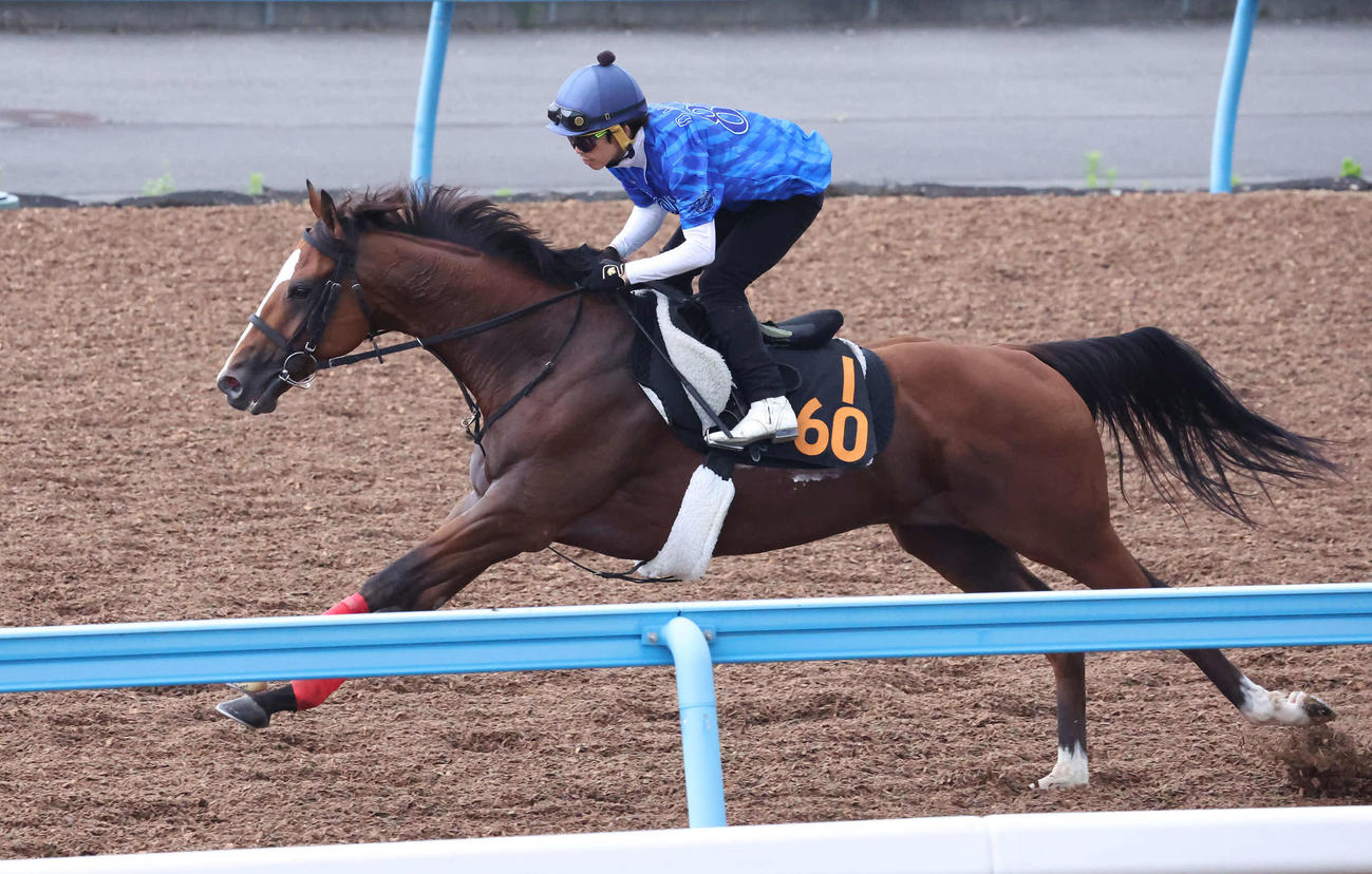 ウインマクシマムは松岡騎手を背に美浦ウッドを単走で追い切られた（撮影・丹羽敏通）