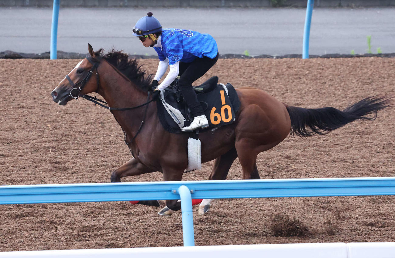 ウインマクシマムは松岡騎手を背に美浦ウッドを単走で追い切られた（撮影・丹羽敏通）