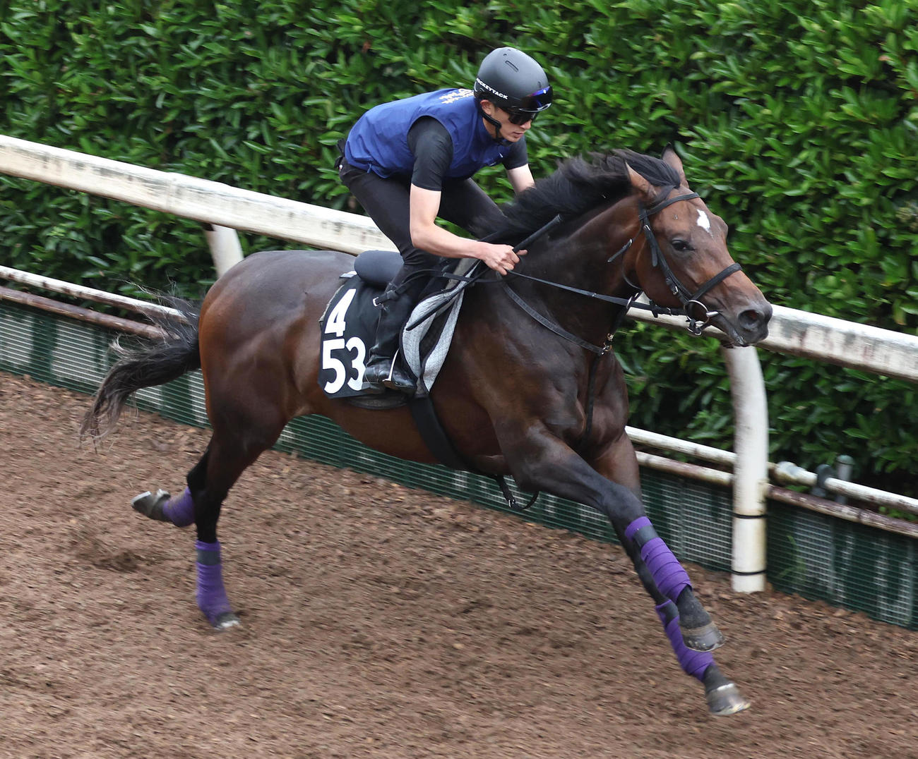 坂路を単走で追い切るサトノシュトラーセ（撮影・白石智彦）