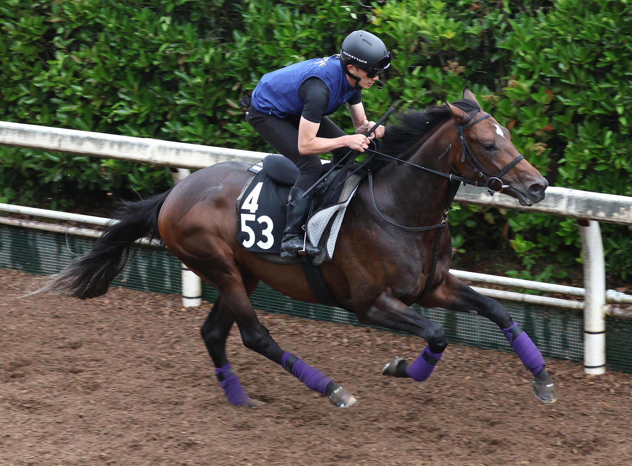 坂路を単走で追い切るサトノシュトラーセ（撮影・白石智彦）