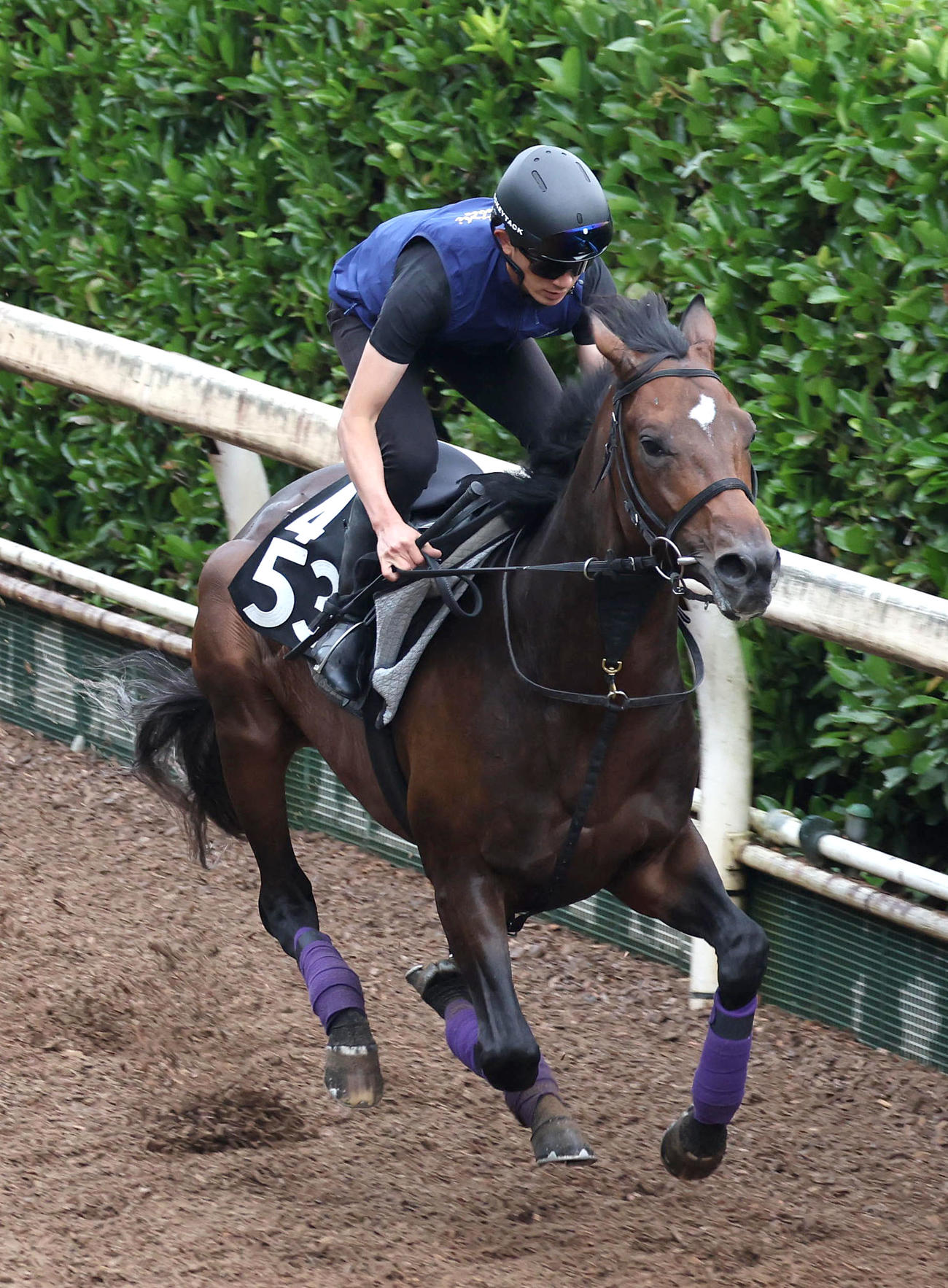 坂路を単走で追い切るサトノシュトラーセ（撮影・白石智彦）