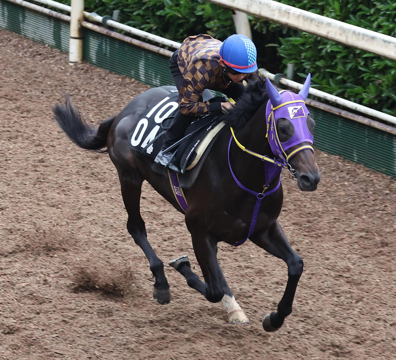 松若騎手を背に坂路を単走で追い切るペアポルックス（撮影・白石智彦）