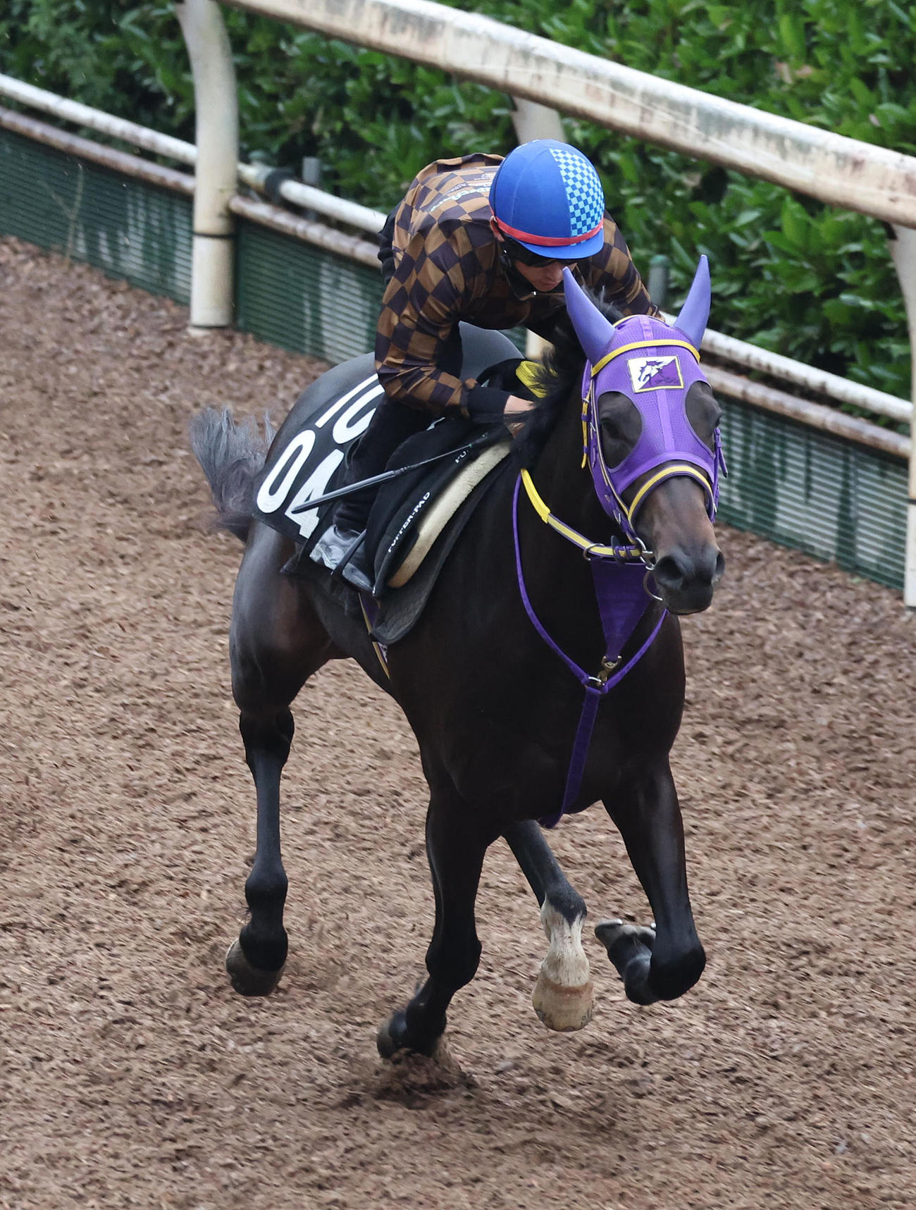 松若騎手を背に坂路を単走で追い切るペアポルックス（撮影・白石智彦）