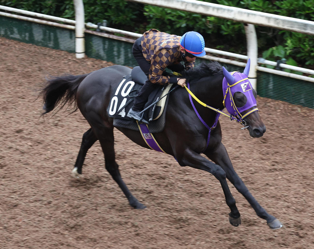 松若騎手を背に坂路を単走で追い切るペアポルックス（撮影・白石智彦）