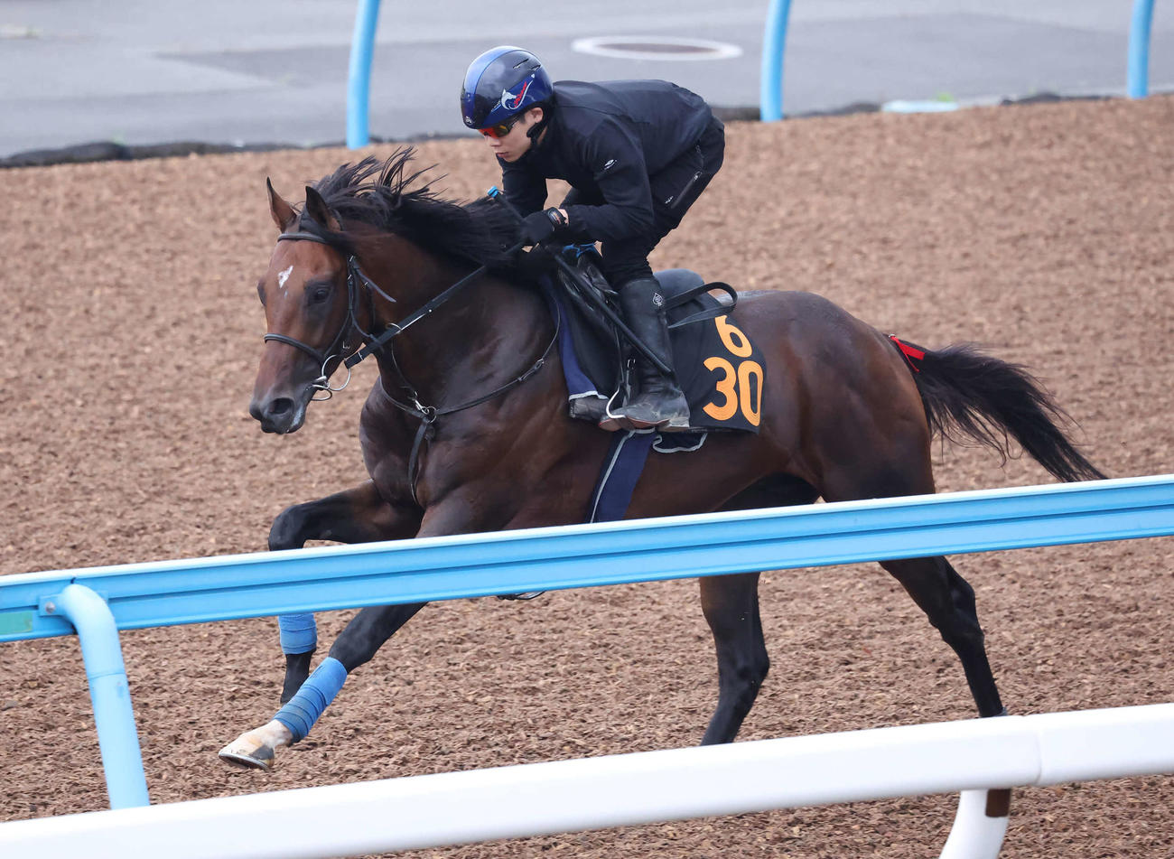 シリウスコルトは三浦騎手を背に美浦ウッドを単走で追い切られた（撮影・丹羽敏通）