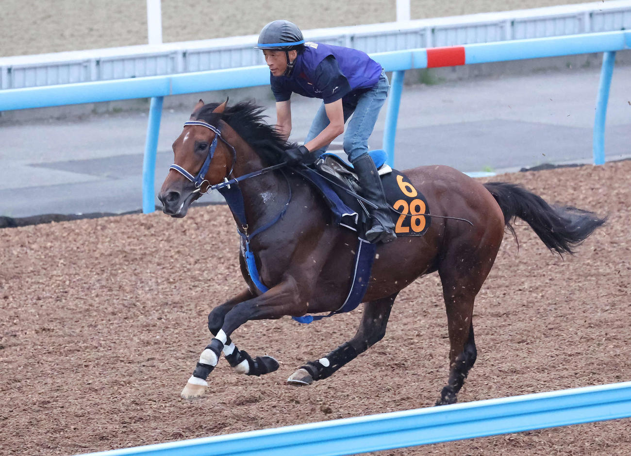 ショーマンフリートは美浦ウッドを力強いフットワークで駆け抜けた（撮影・丹羽敏通）