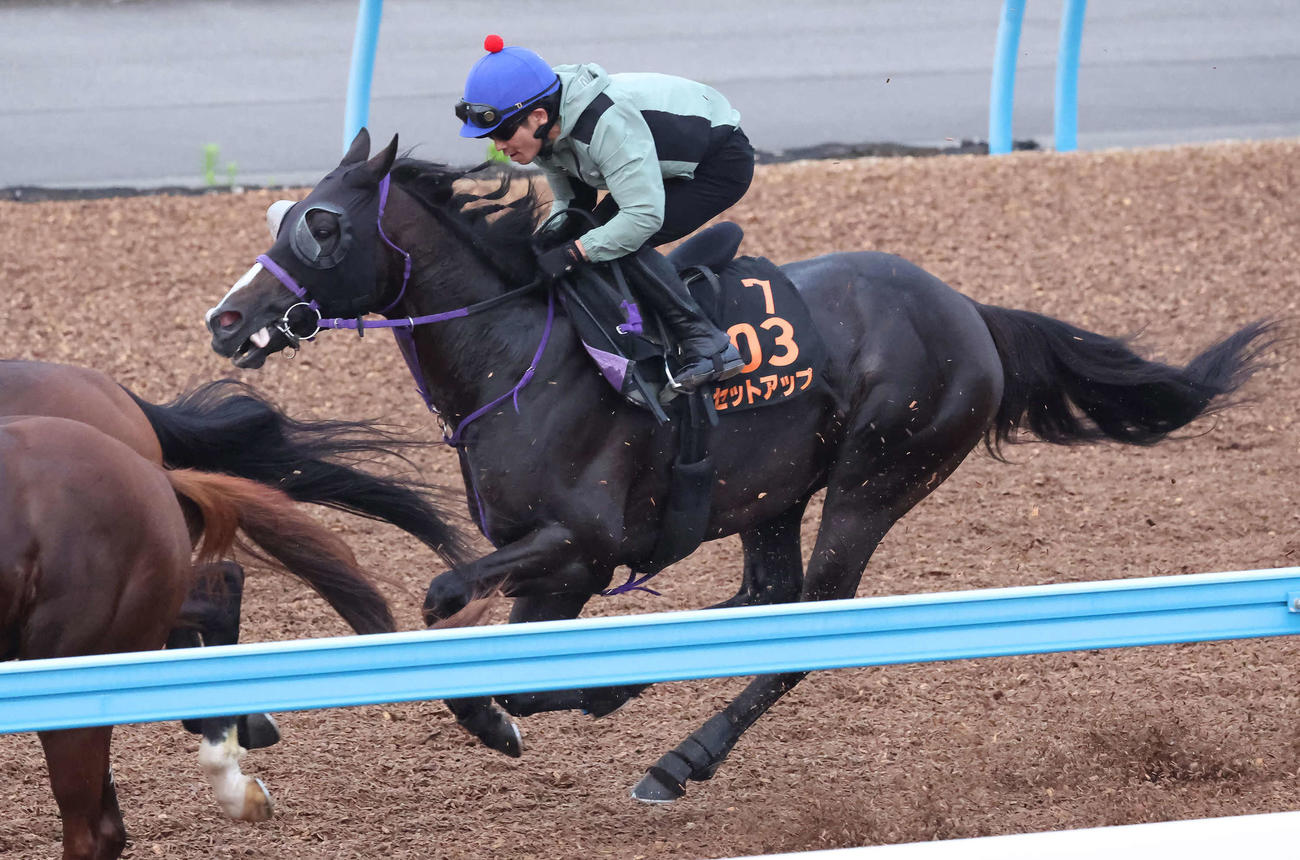セットアップは戸崎騎手を背に美浦ウッドで先行する僚馬を追い上げた（撮影・丹羽敏通）