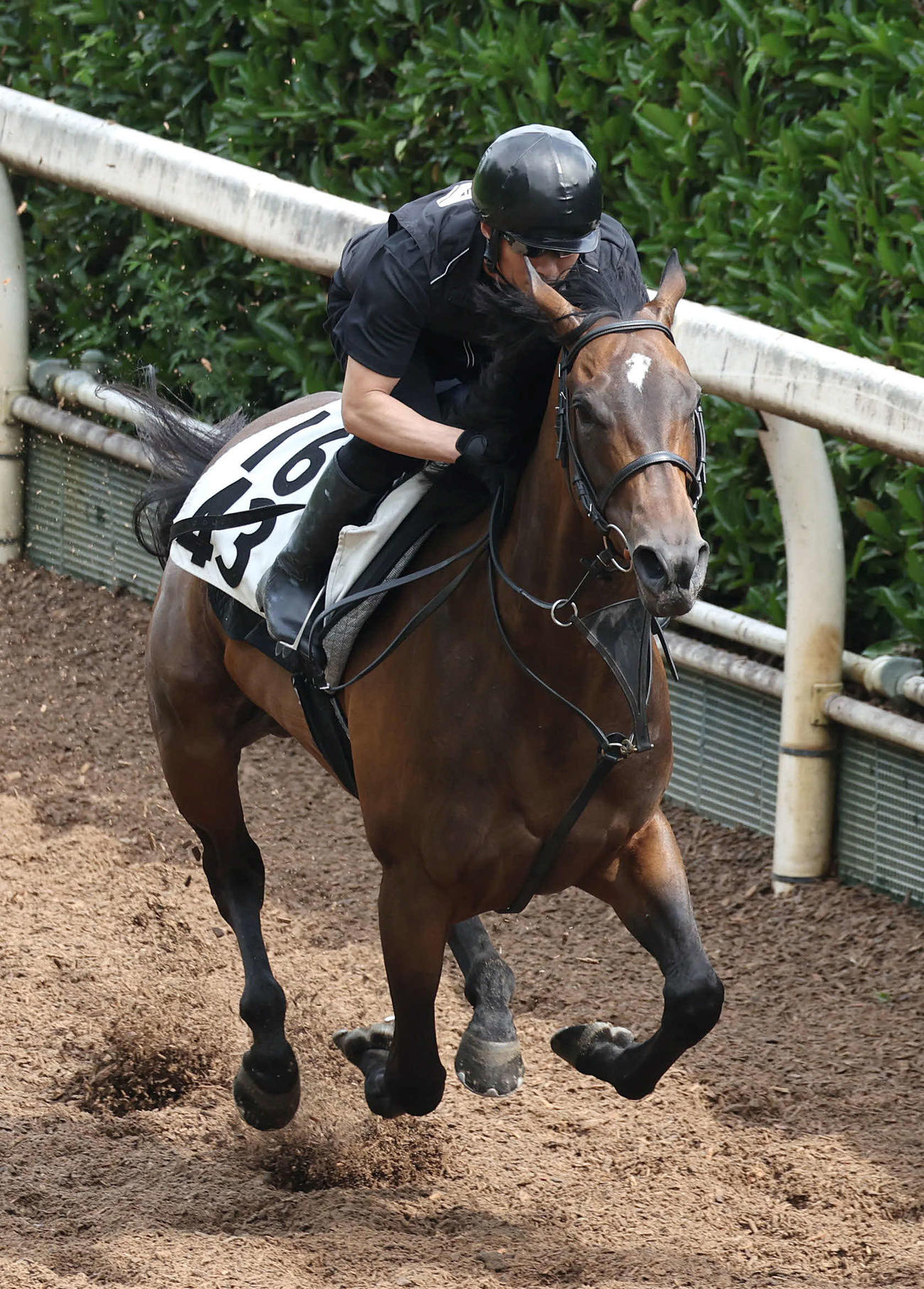 坂路を単走で追い切るバースクライ（撮影・白石智彦）