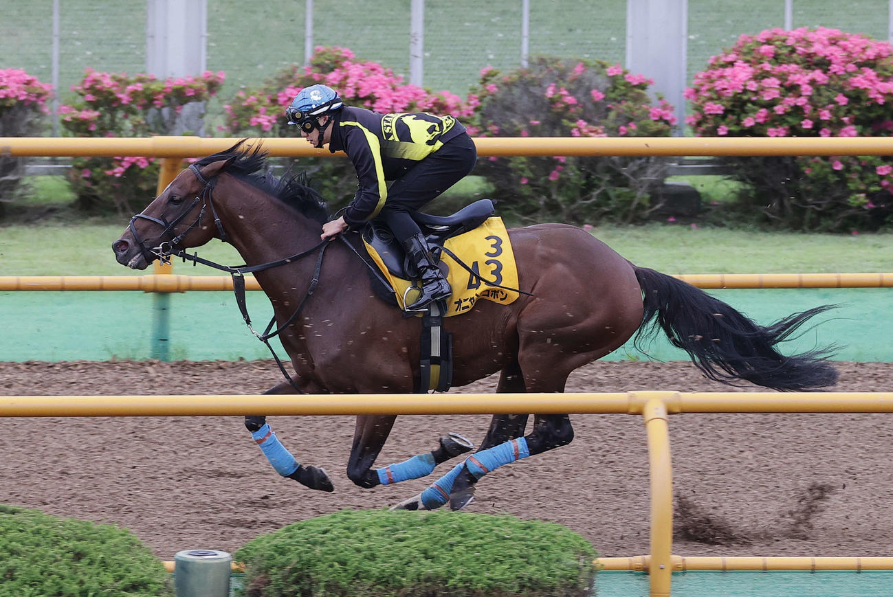 菱田騎手を背に、函館ウッドチップコースで追い切られるオニャンコポン