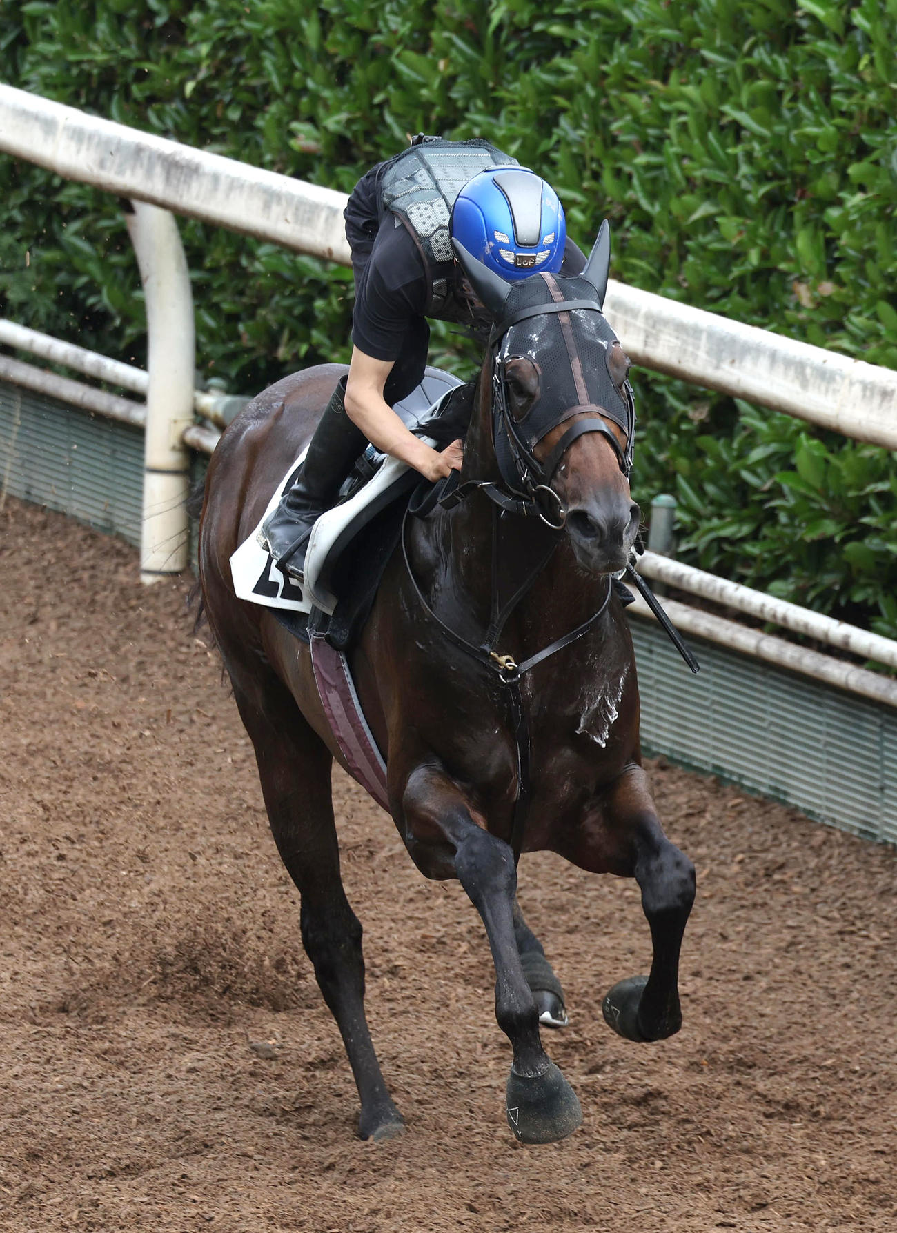 団野騎手を背に坂路を単走で追い切るヤマニンウルス（撮影・白石智彦）