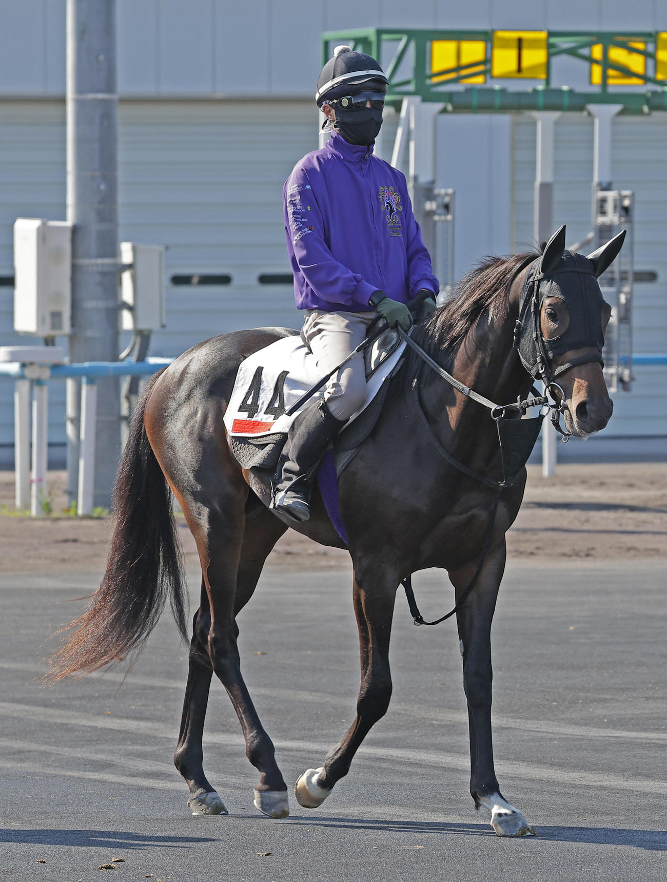函館競馬場で調整を積むショウヘイ