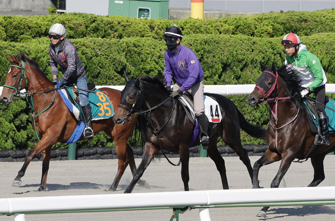 函館競馬場で調整を積むショウヘイ（中央）は、ゲート試験へ向かう