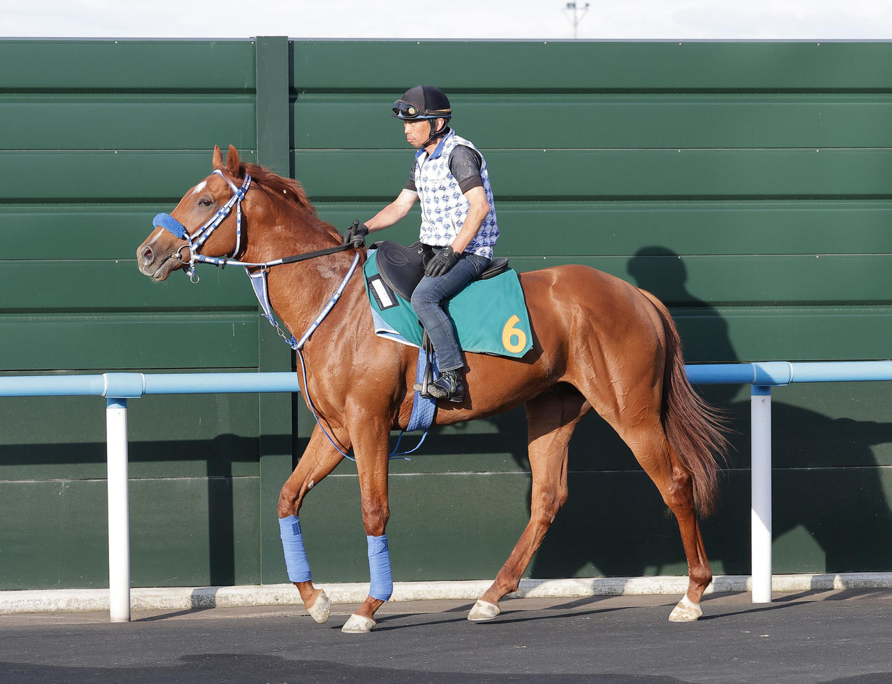 函館競馬場で調整を積むデコピン