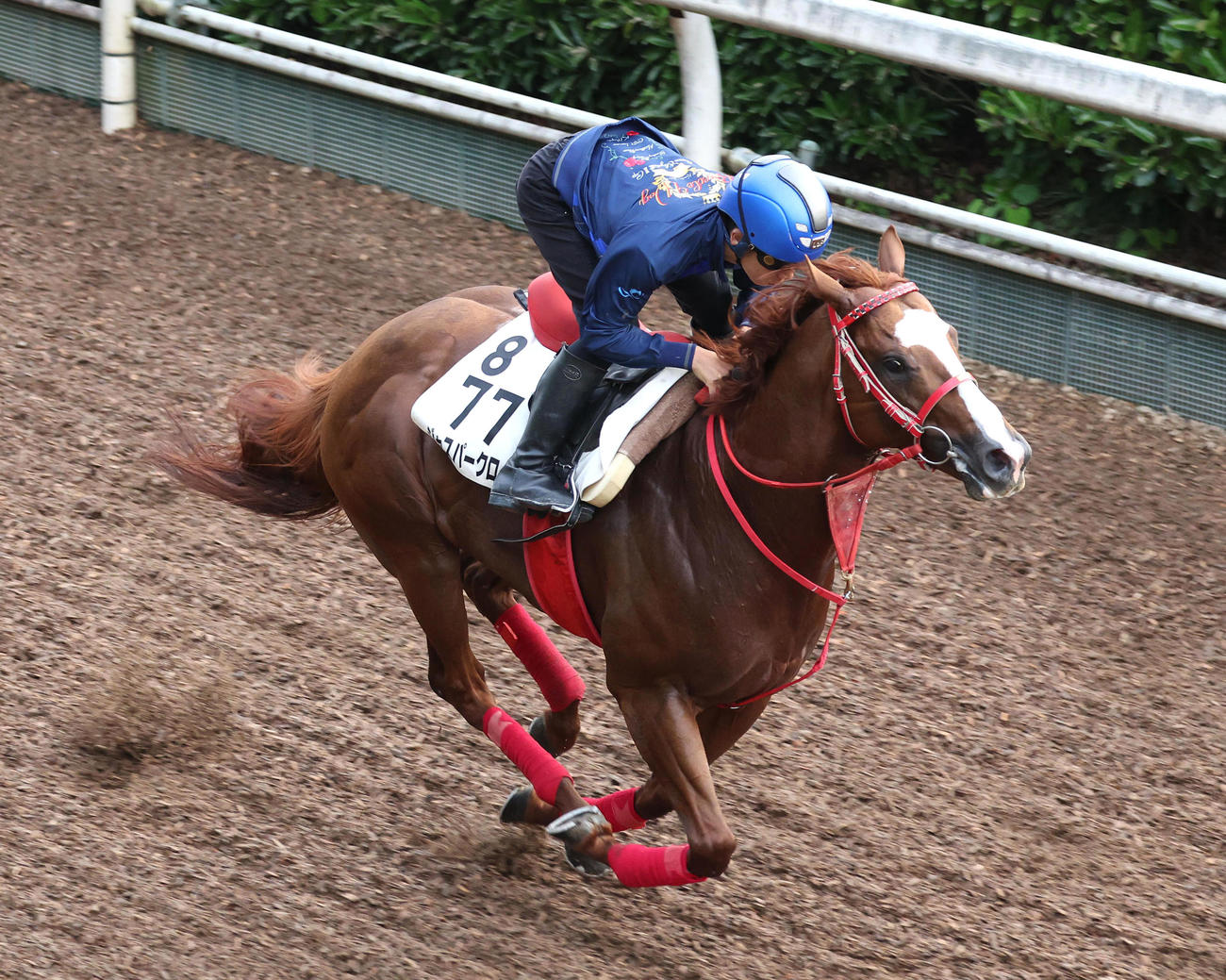 団野騎手を背に坂路を単走で追い切るジャスパークローネ（撮影・白石智彦）