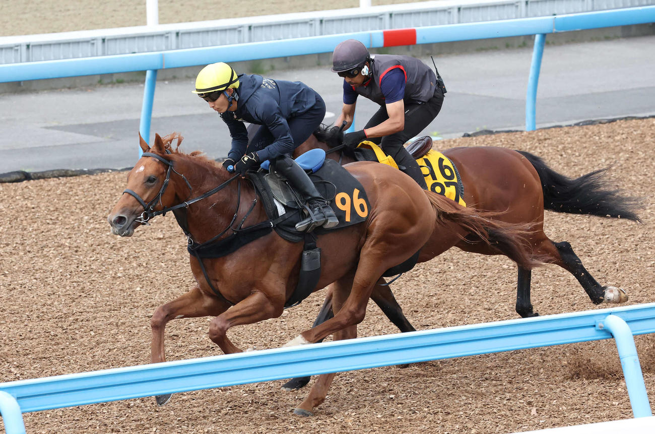 アレグロブリランテ（手前）は美浦ウッドでボーデンと併せて追い切られた（撮影・丹羽敏通）