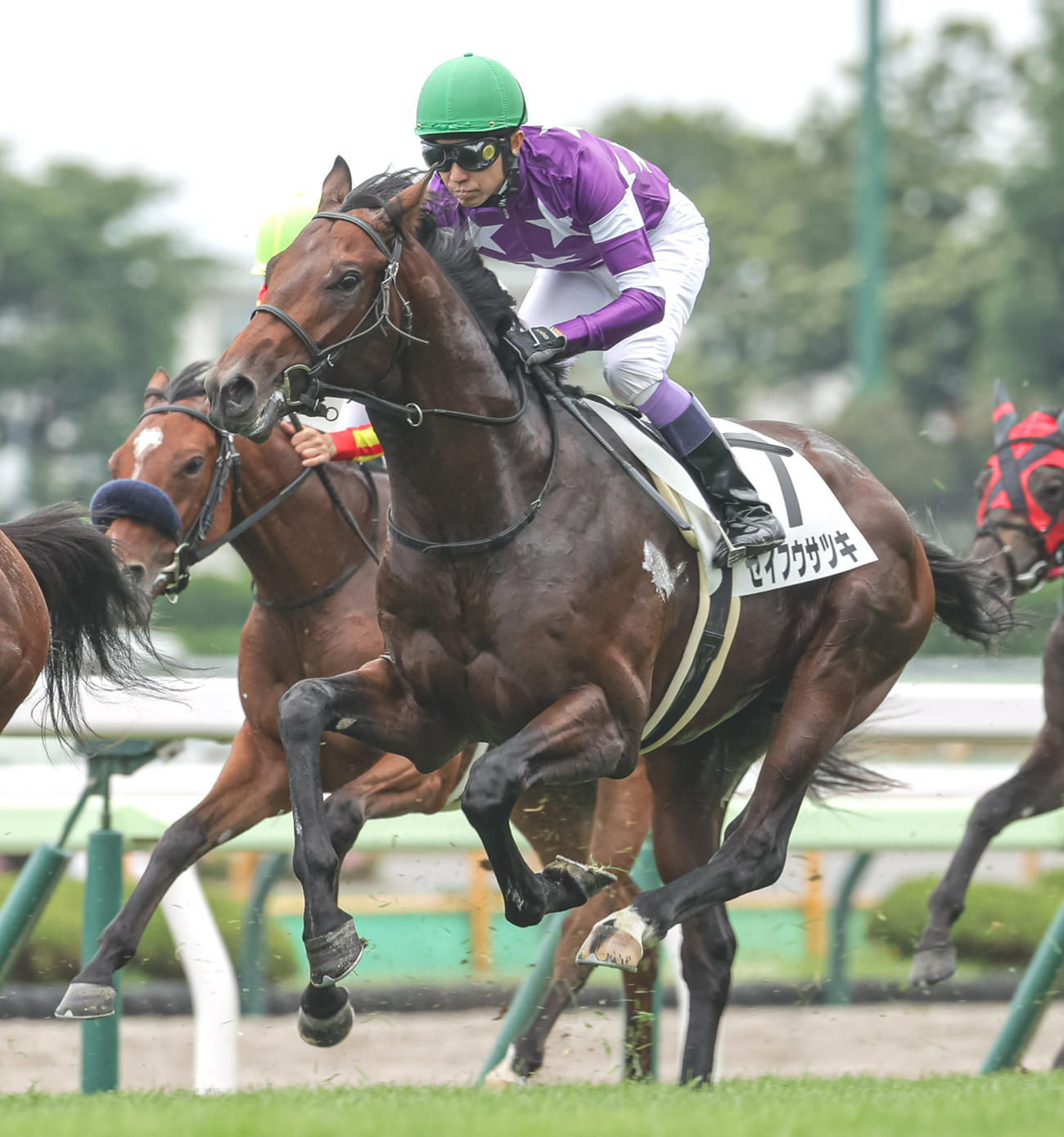 函館5R新馬戦で7着に敗れたセイフウサツキ（撮影・村野早祐）